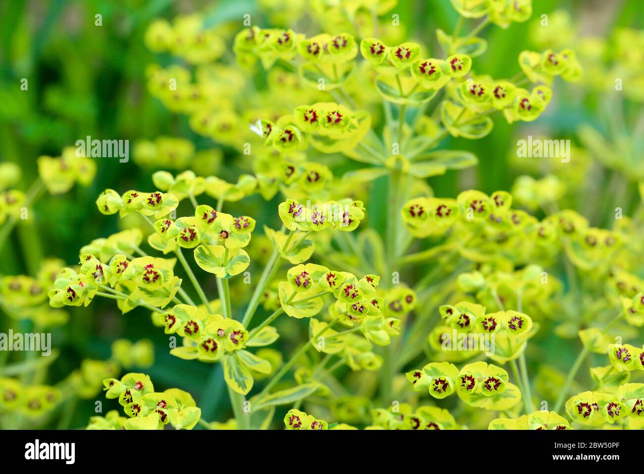 Ascot Rainbow Euphorbia, sprite fiorente fiorire nel cortile Foto Stock