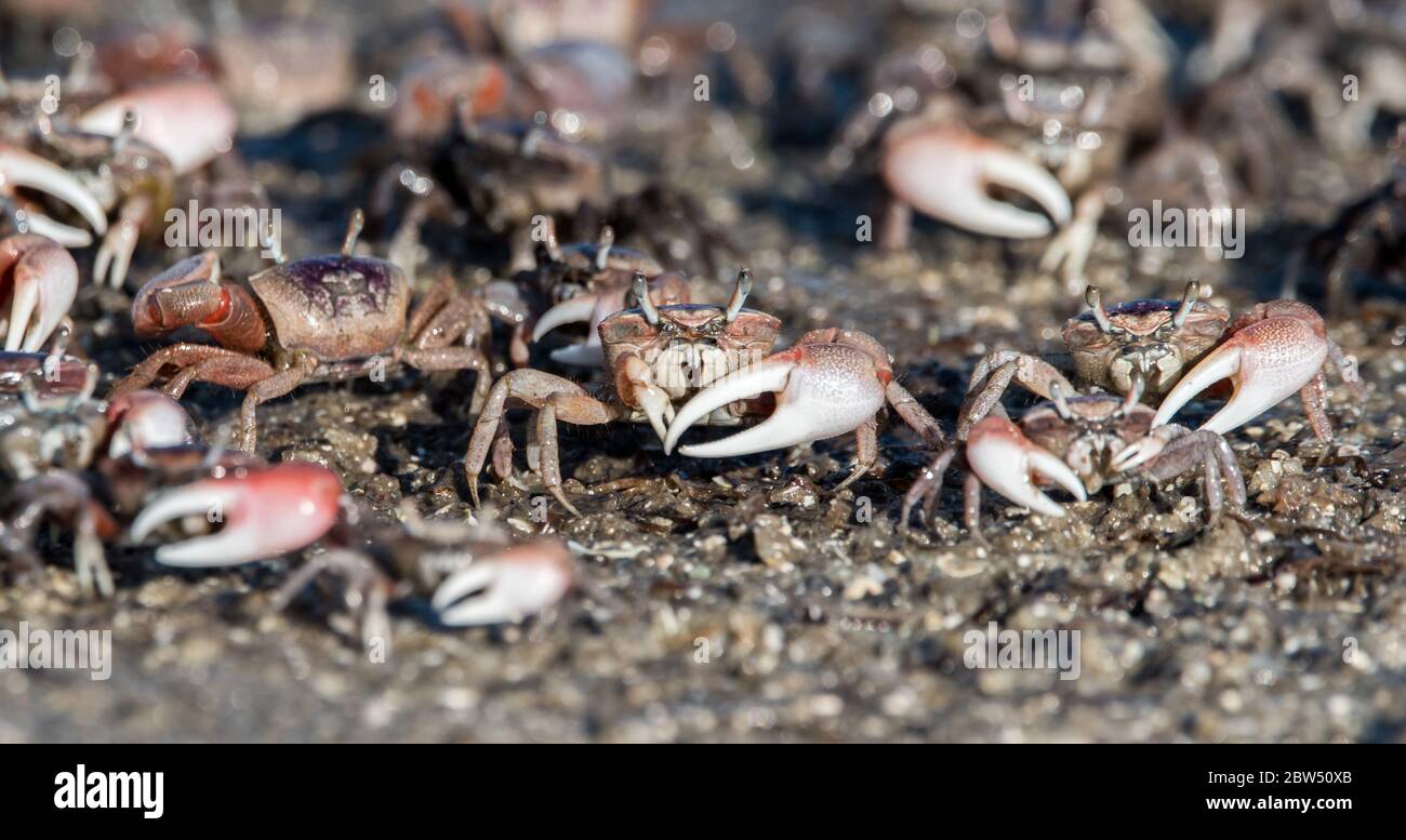 Granchi fiddler nel Canaveral National Seashore Foto Stock