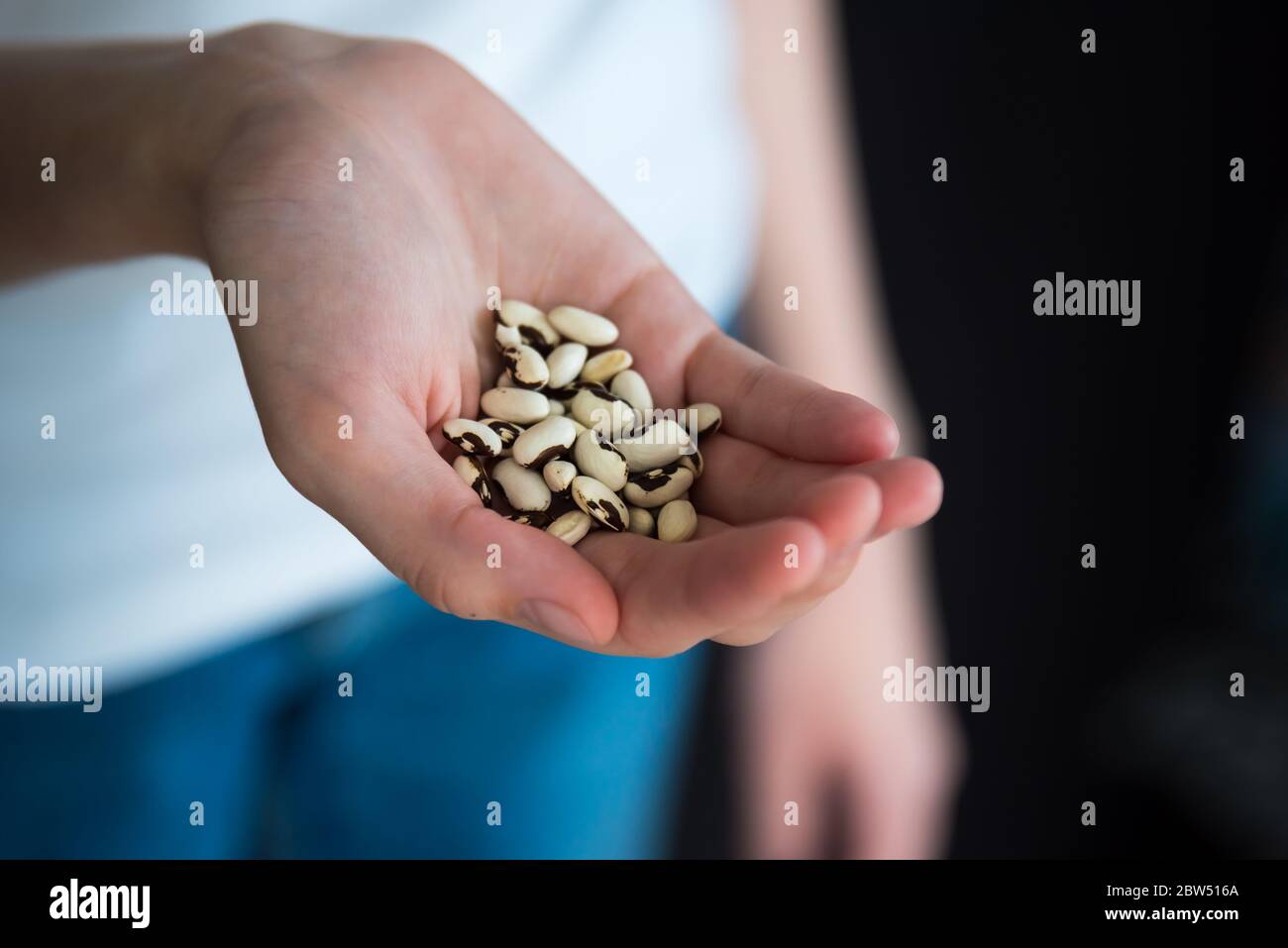 Primo piano della mano della donna che tiene semi di fagiolo di cera gialla pronti a piantare in giardino Foto Stock