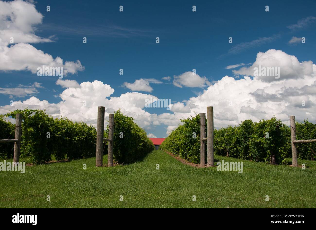 Cielo nuvoloso su un vigneto d'uva. Foto Stock