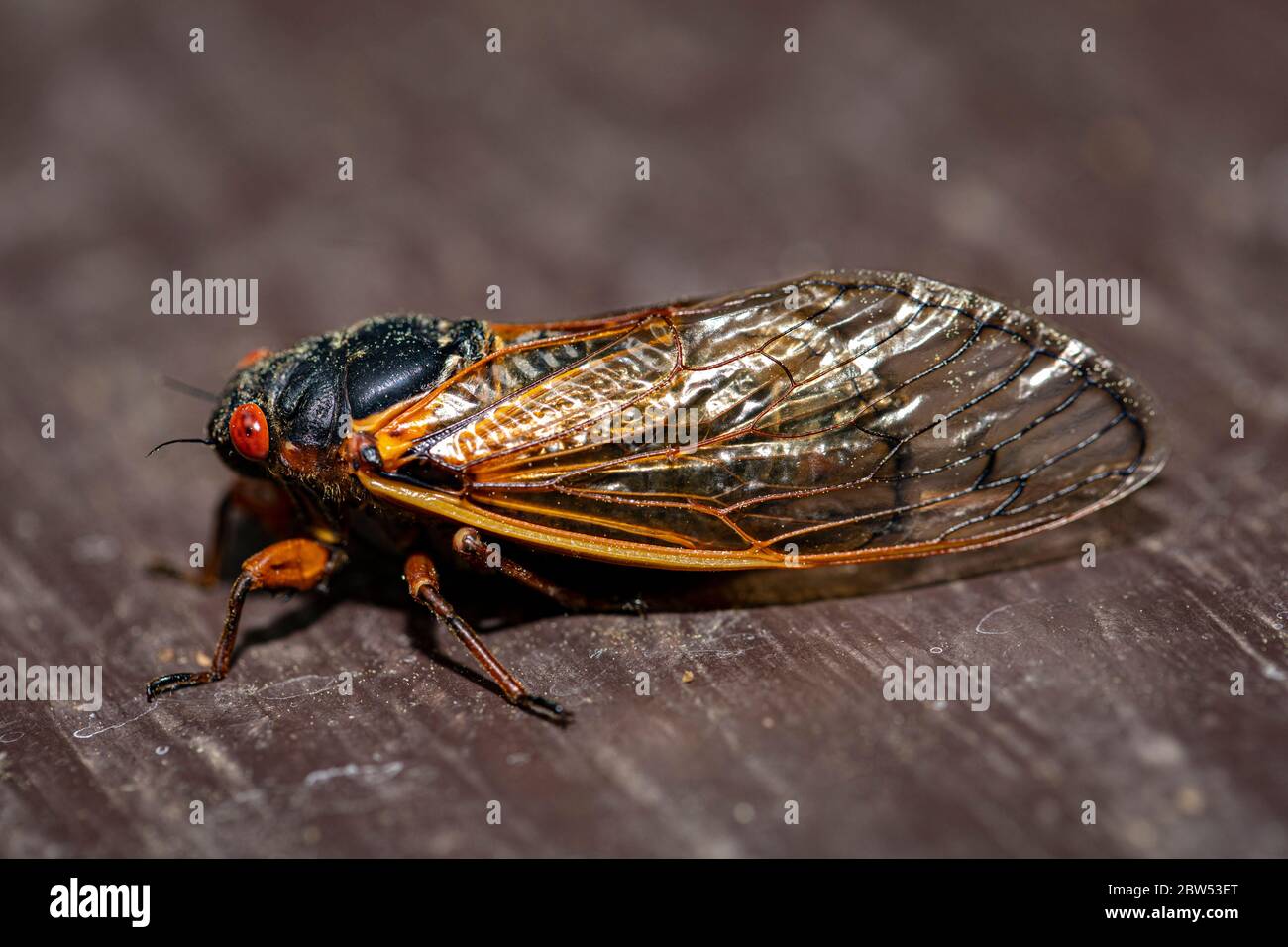 Vista laterale della cicada Brood IX 17 anni, con struttura ad ala traslucida. Foto Stock