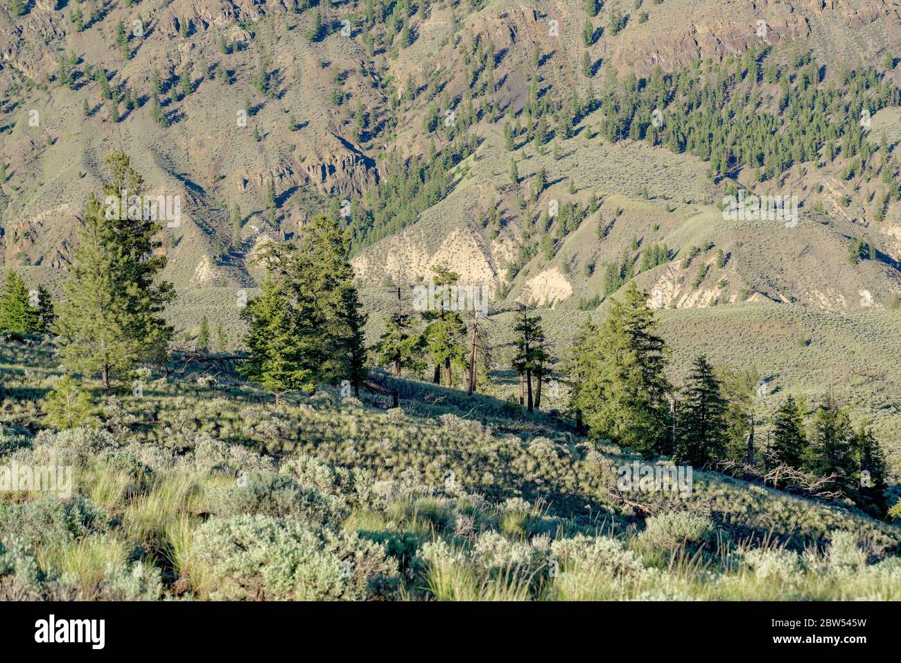 Praterie, Lac Du Bois Area protetta, vicino a Kamloops, British Columbia, Canada Foto Stock