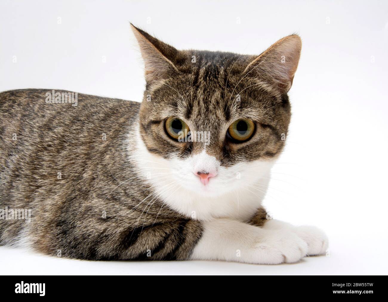Ritratto di gatto su sfondo bianco Foto Stock