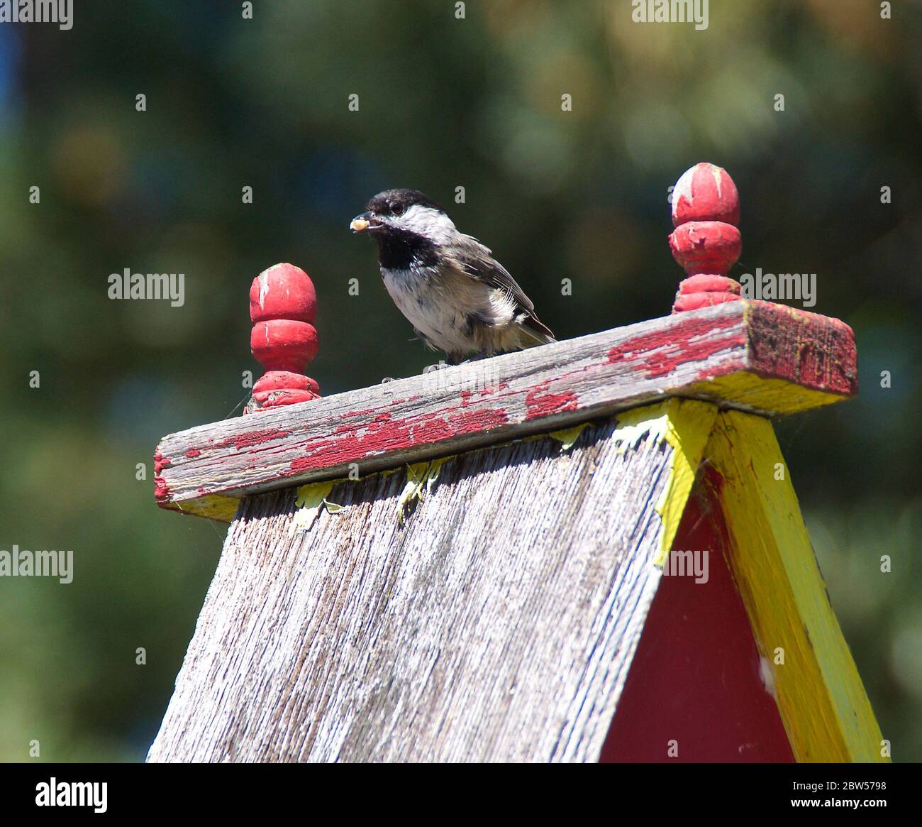 Madre Chickadee bird watching mentre si nutrono i bambini Foto Stock