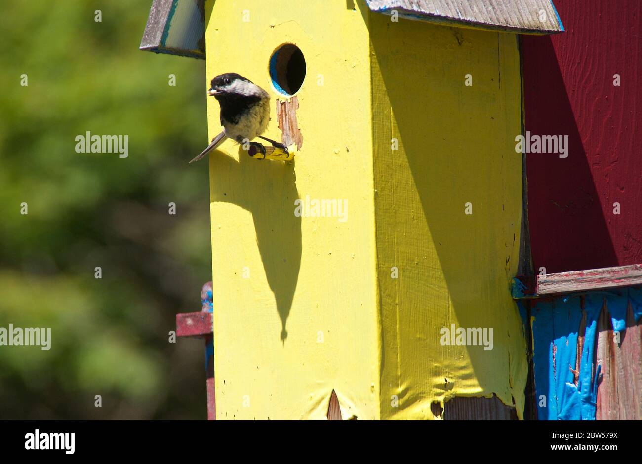 Madre Chickadee bird watching mentre si nutrono i bambini Foto Stock