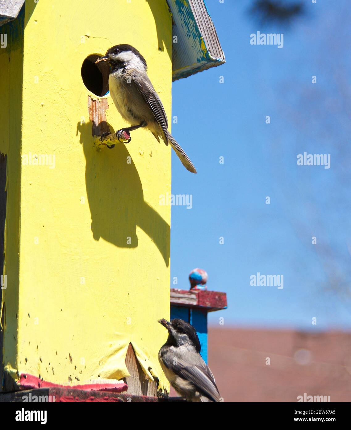 Madre Chickadee bird watching mentre si nutrono i bambini Foto Stock