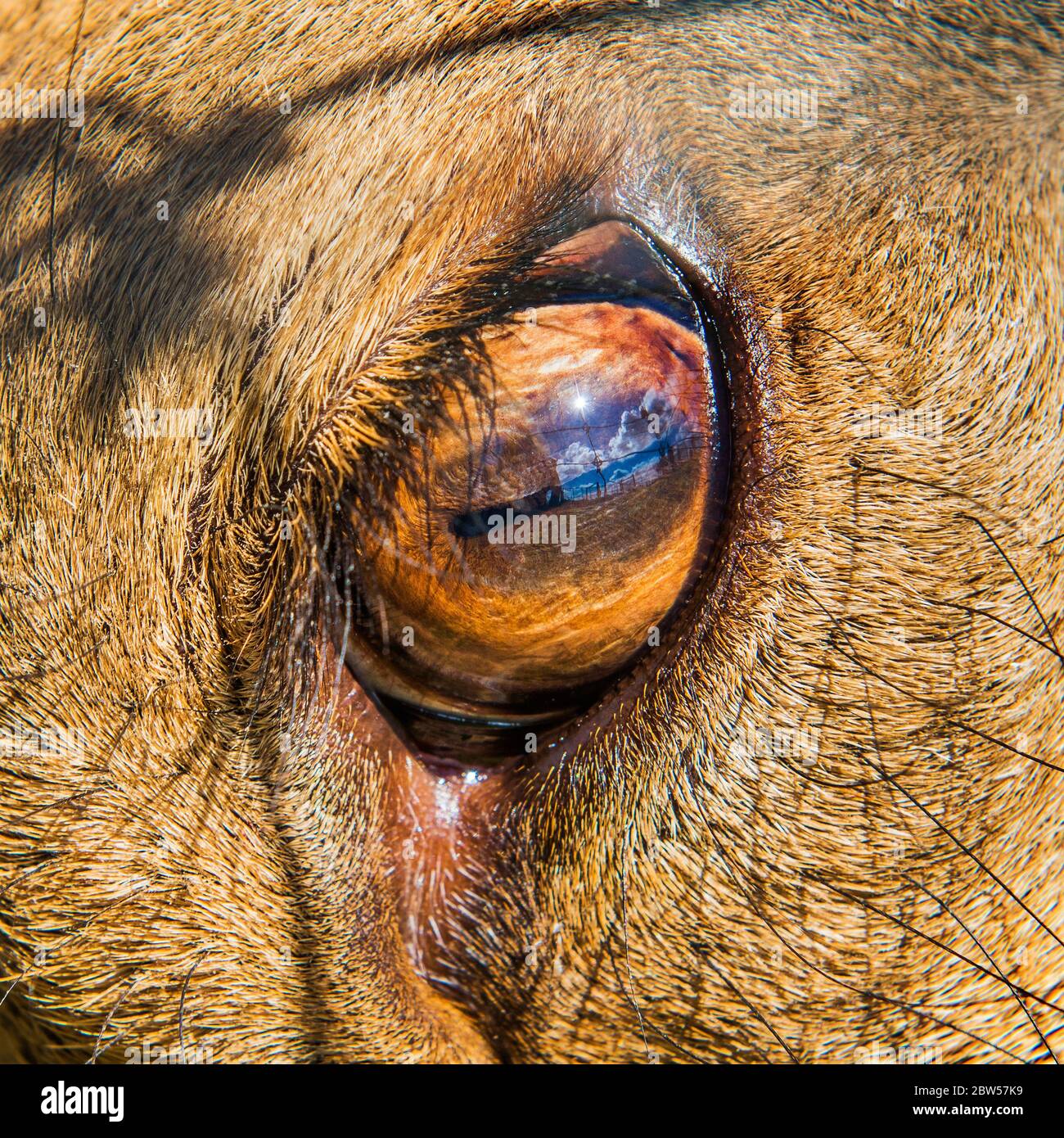 Occhio di cervo vicino con ciglia e pupilla Foto stock - Alamy