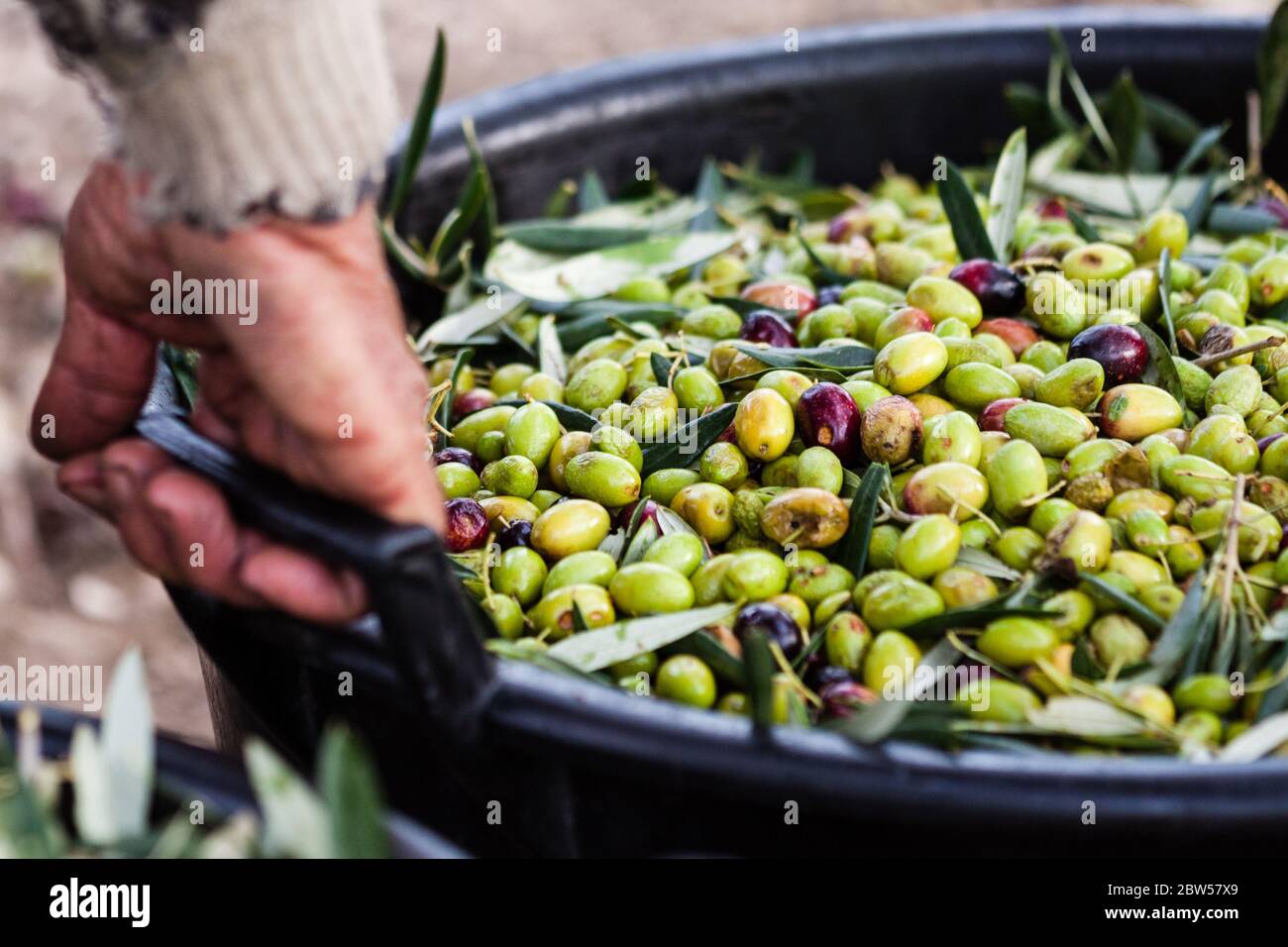 Raccolta di olive verdi in Puglia, Italia Foto stock - Alamy