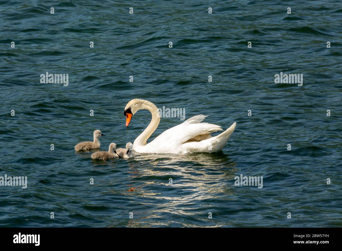 Famiglia Swan su un lago Foto Stock