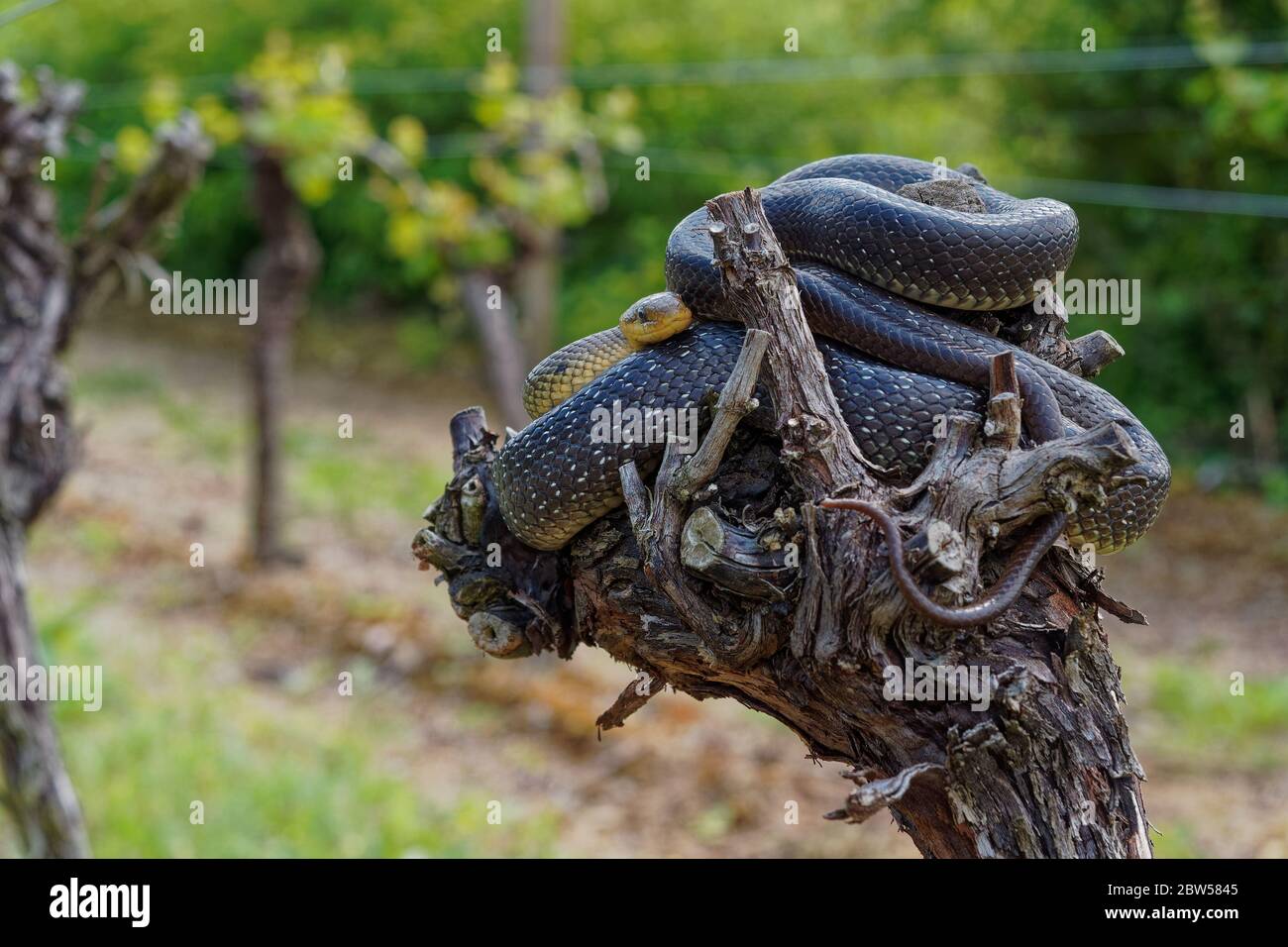 Serpente escolapico - Zamenis longissimus, Elaphe longissima, serpente verde e giallo non venoso originario dell'Europa, sottofamiglia di Colubrinae Foto Stock