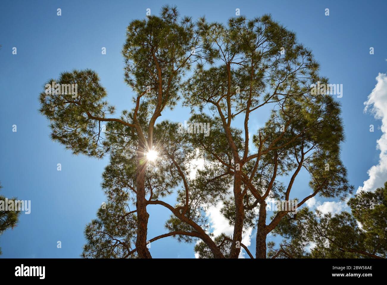 Il sole splende attraverso i rami di un maestoso pino marittimo Foto Stock