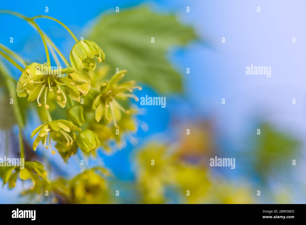 Primo piano di acero fiorito con sfondo blu cielo. Acer. Scena naturale brillante. Gruppo di fiori gialli sul ramo dell'albero in fiore. Primavera presto. Foto Stock
