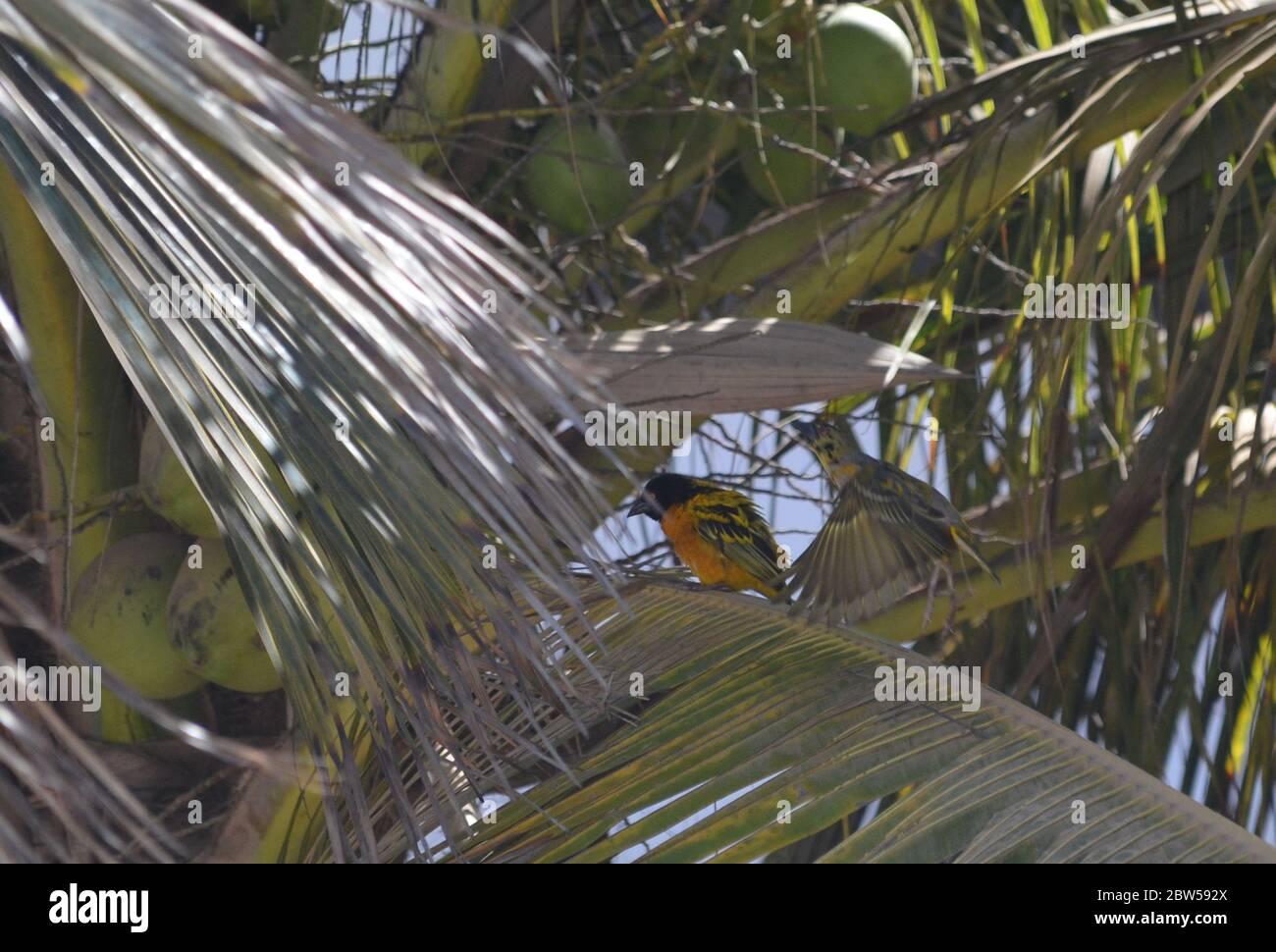 Tessitori di villaggio maschile e femminile (Ploceus cuccullatus) in un giardino urbano a Dakar, Senegal Foto Stock