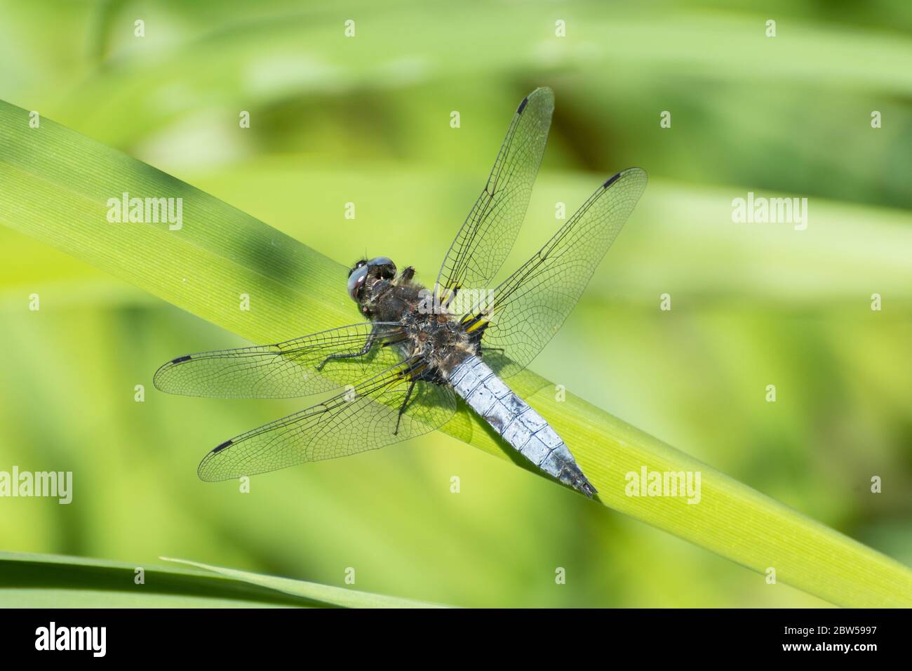 Scarce dragonfly Chaser (Libellula fulva) maschio sul canale Wey e Arun vicino a Loxwood, West Sussex, UK Foto Stock