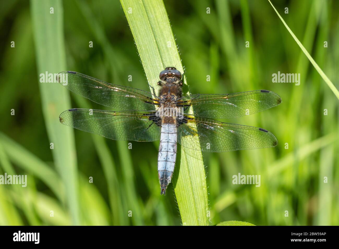 Scarce dragonfly Chaser (Libellula fulva) maschio sul canale Wey e Arun vicino a Loxwood, West Sussex, UK Foto Stock