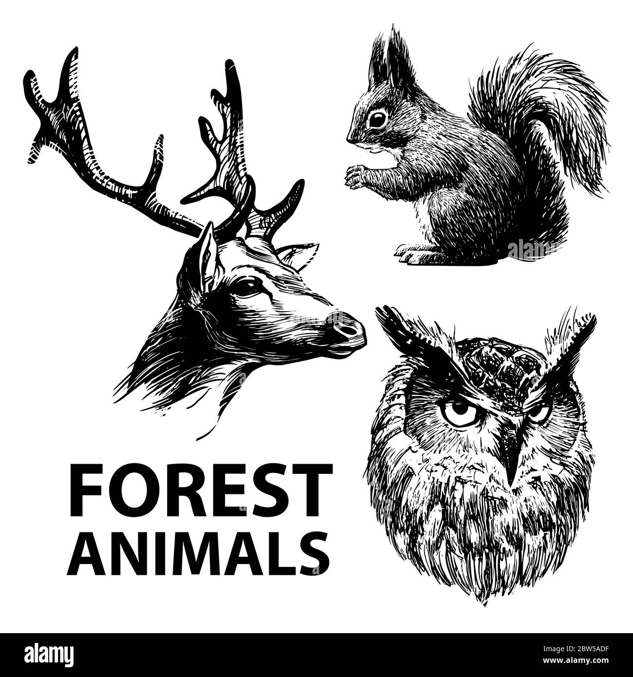 Set di animali della foresta disegnati con inchiostro. Cervi, scoiattoli e gufo. Illustrazione Vettoriale