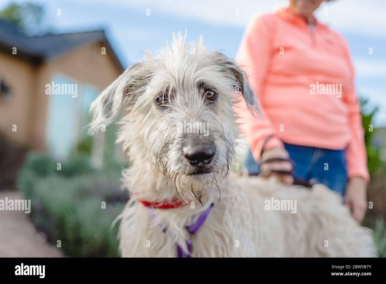 Cucciolo di wolfhound irlandese in piedi all'aperto, guardando la macchina fotografica Foto Stock