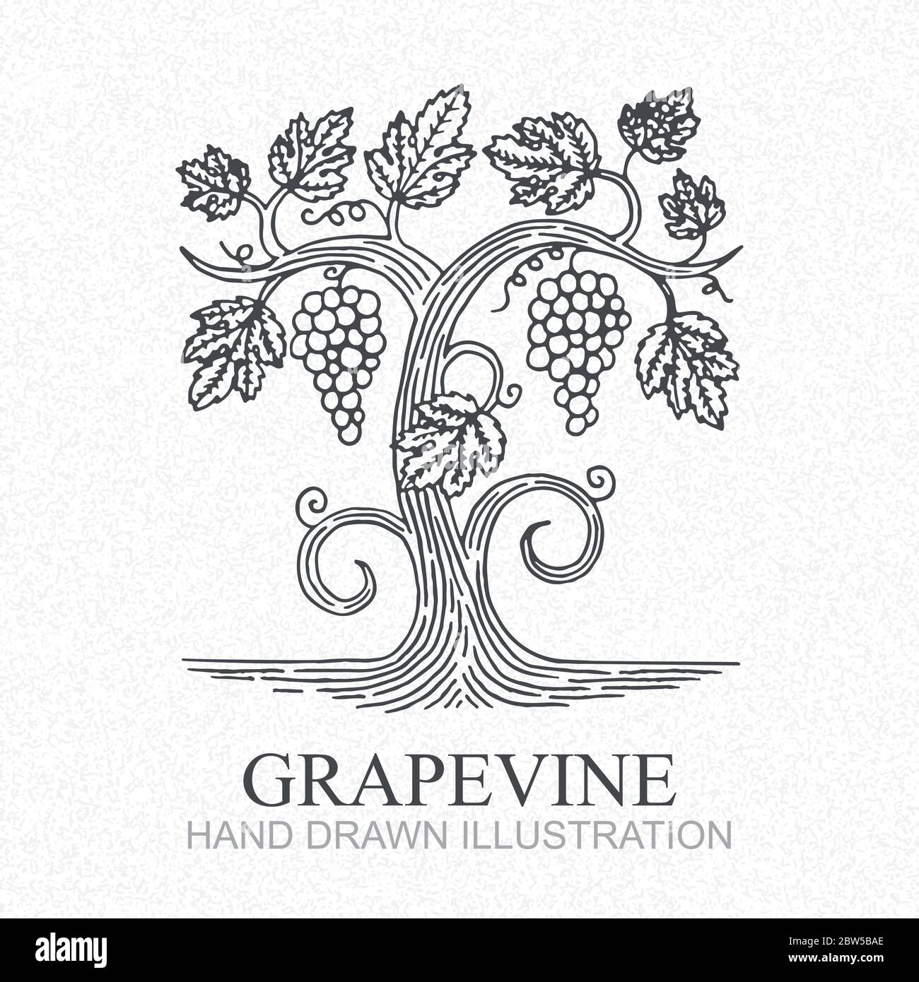 Uva. Disegno vettoriale a mano con incisione a vigneto. Logo di uva e vite.  Parte del set Immagine e Vettoriale - Alamy