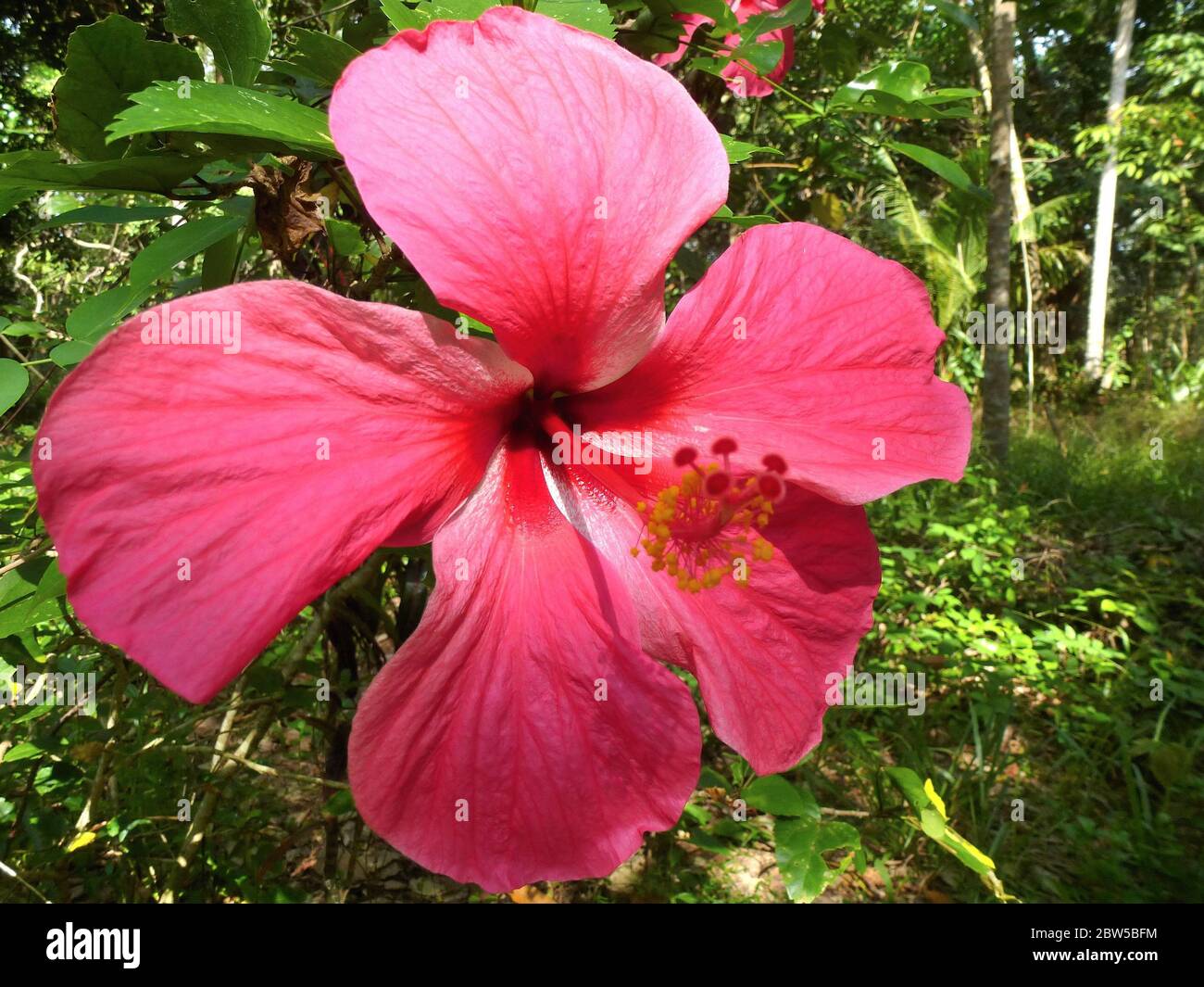 Primo piano di un fiore rosso di ibisco Foto Stock