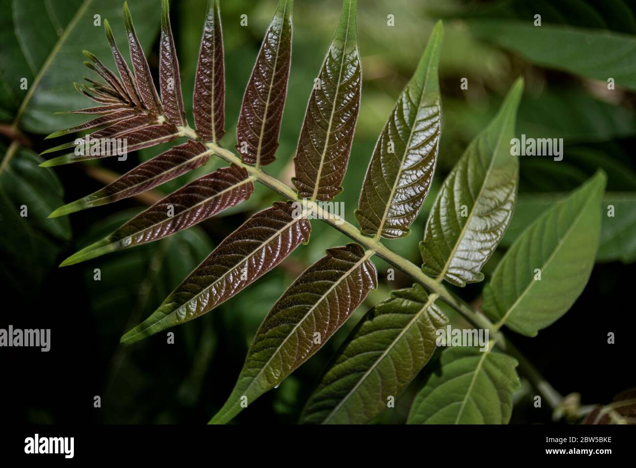 rami e foglie di ligustrum lucidum o di privato selvatico Foto Stock