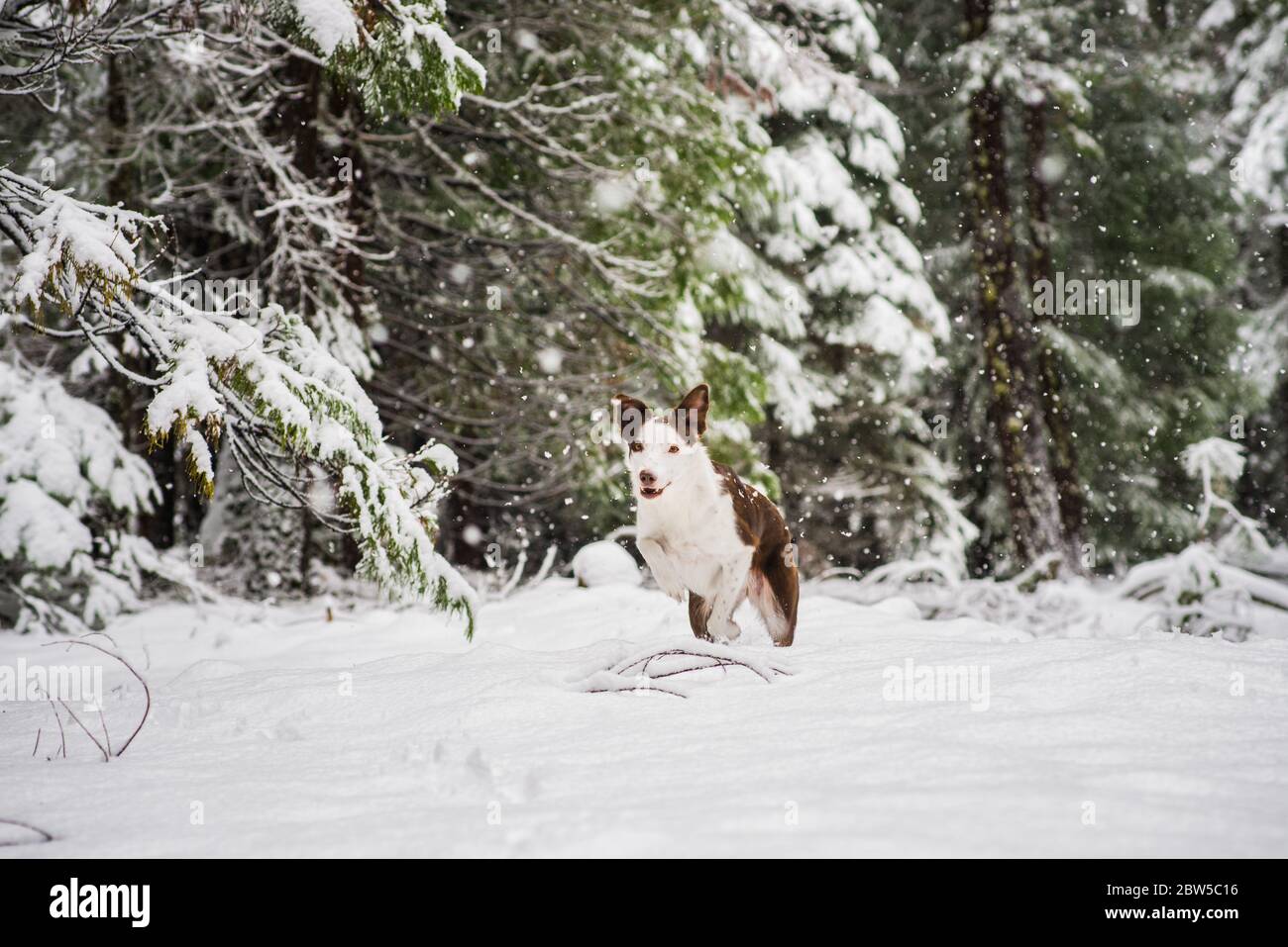 Ritratto attivo di cucciolo di felicissimo bordo collie che corre nella neve fresca Foto Stock