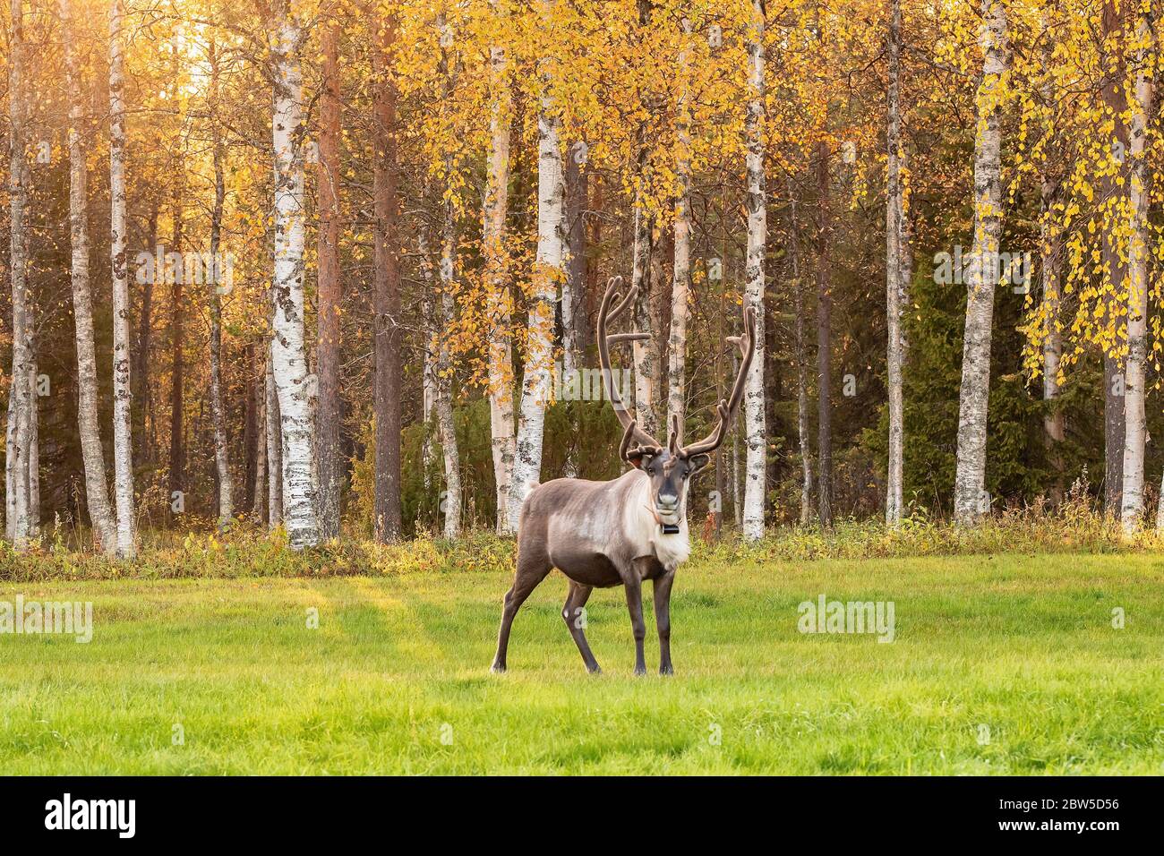 Renna pascolo sul campo verde con foresta di betulla sullo sfondo in Lapponia, Finlandia settentrionale Foto Stock