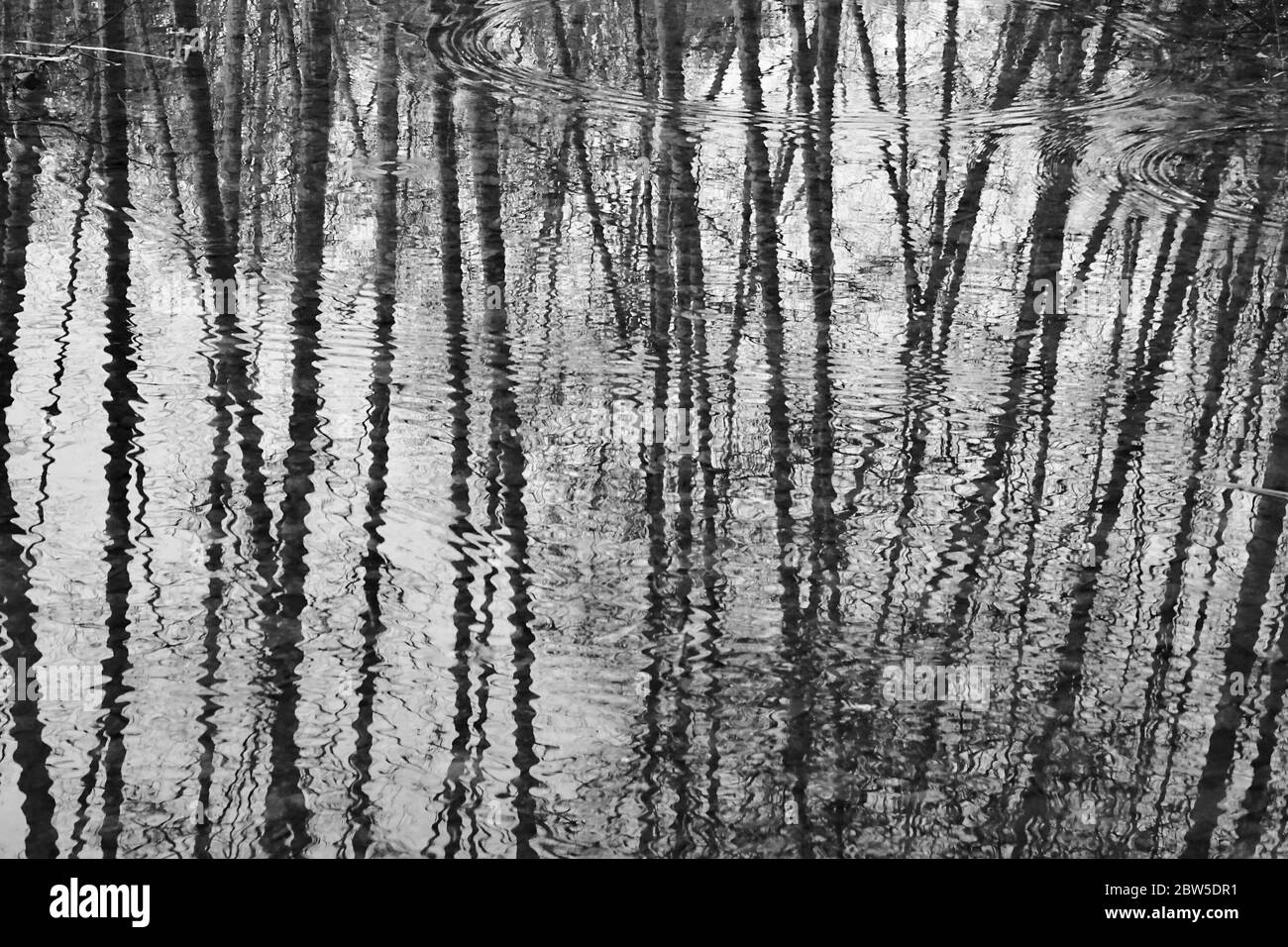 L'acqua si increspa su un lago calmo con riflessi di rami di alberi Foto Stock