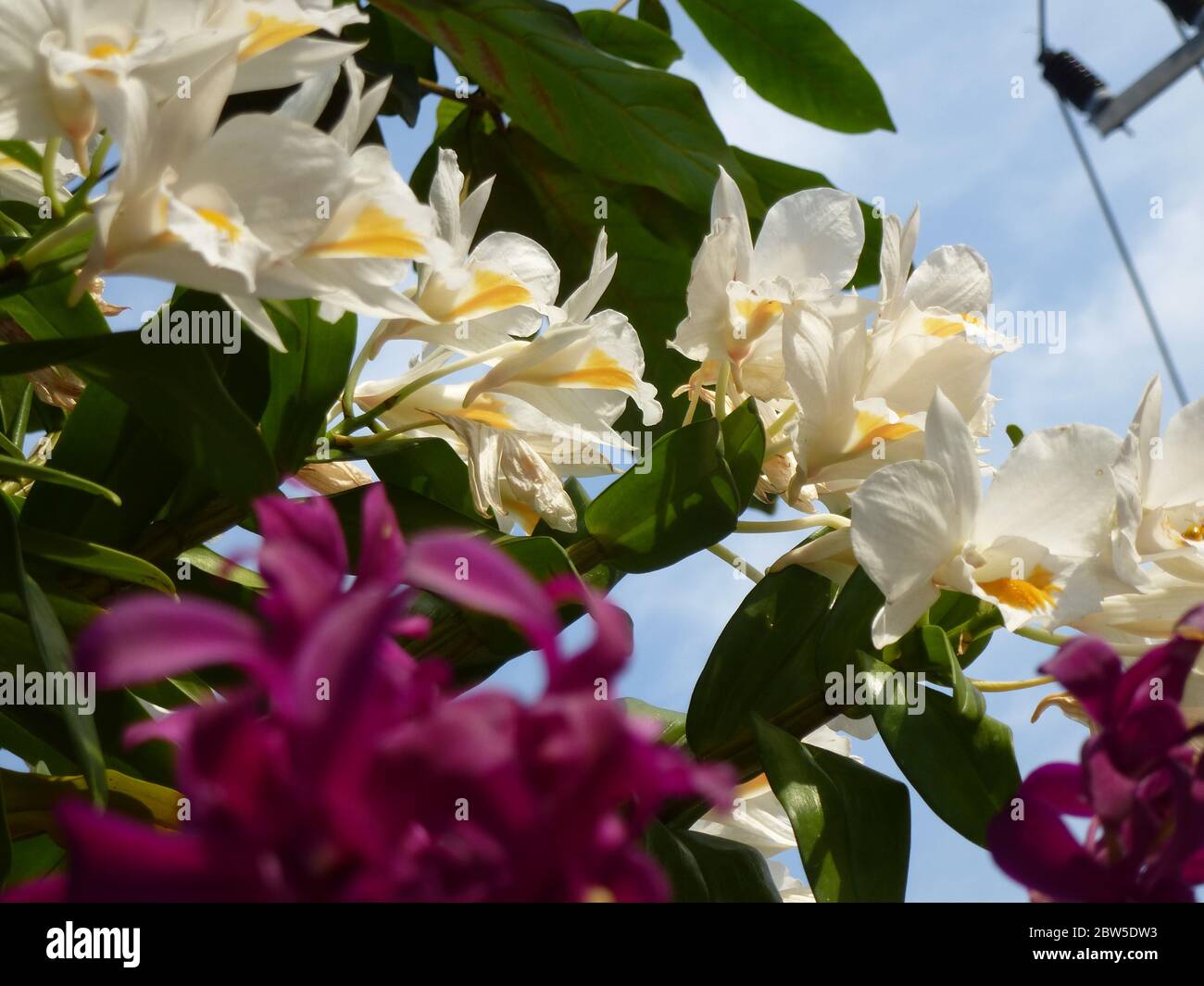 Fiori di orchidee meravigliosi in Thailandia Foto Stock