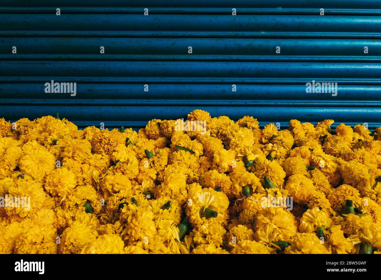 Teste di fiore di marigold gialle accatastate contro una porta blu del rullo ad un mercato dei fiori in Pondicherry, India Foto Stock