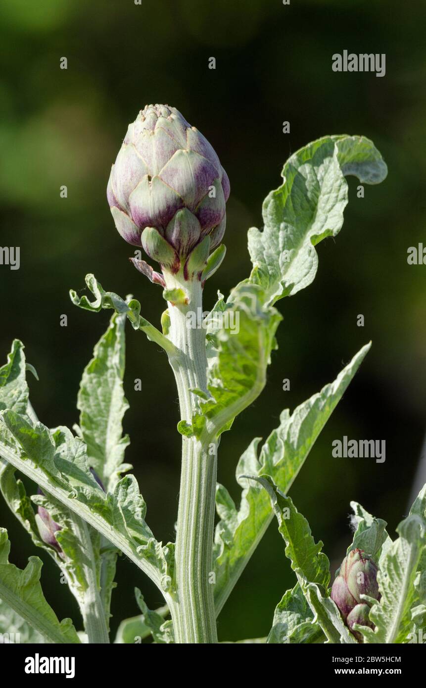 Un carciofo cresce in un giardino comunitario a Redmond, Washington. Foto Stock