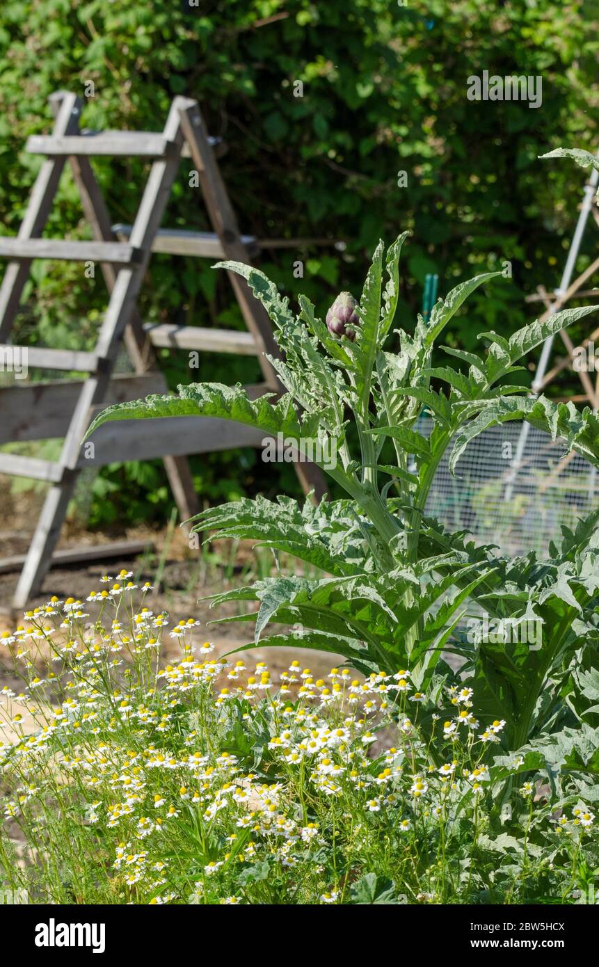 Un carciofo cresce sopra le margherite in un giardino comunitario a Redmond, Washington. Foto Stock