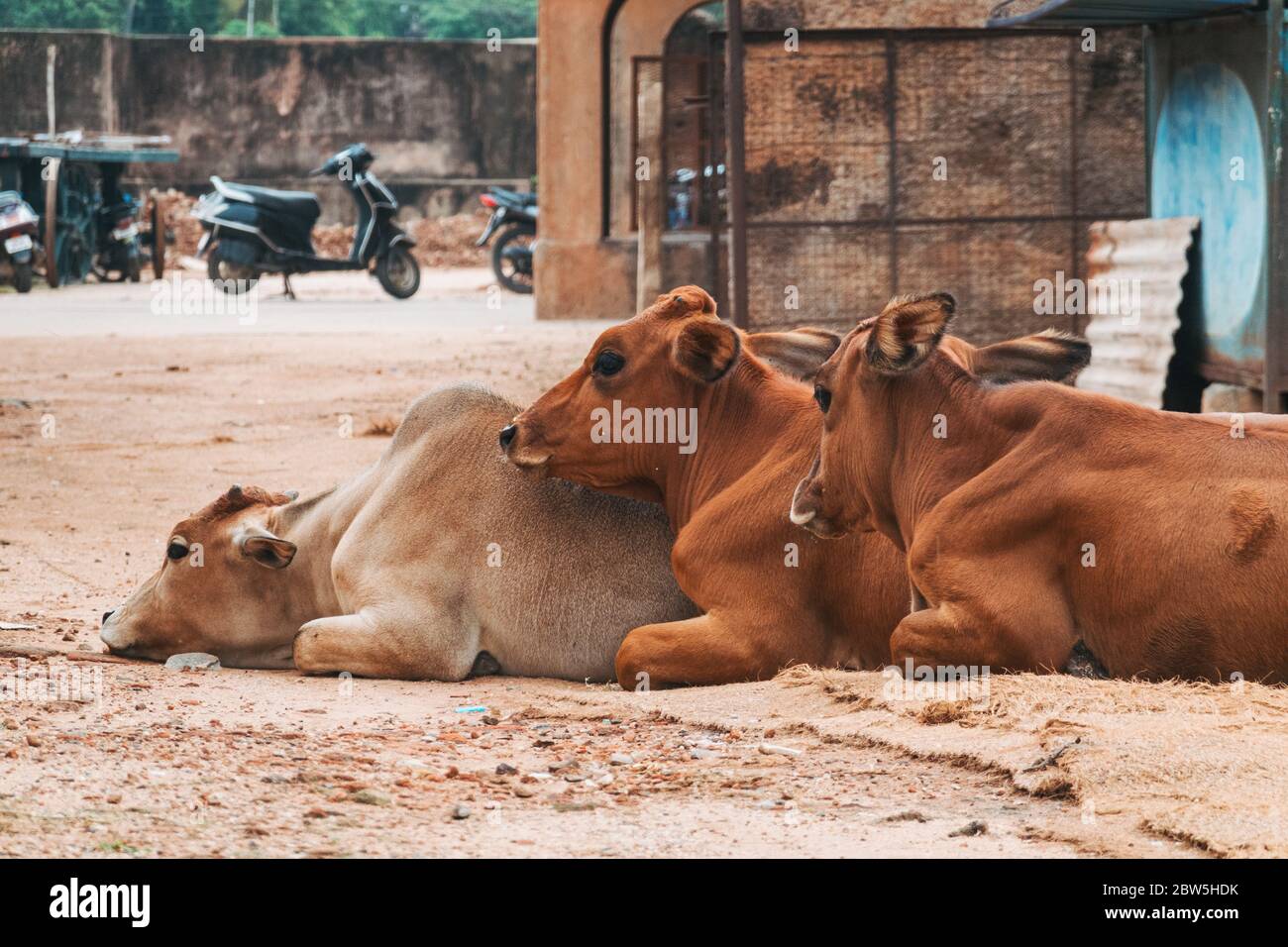 Tre vitelli si stendono insieme su una strada sterrata a Tamil Nadu, India Foto Stock