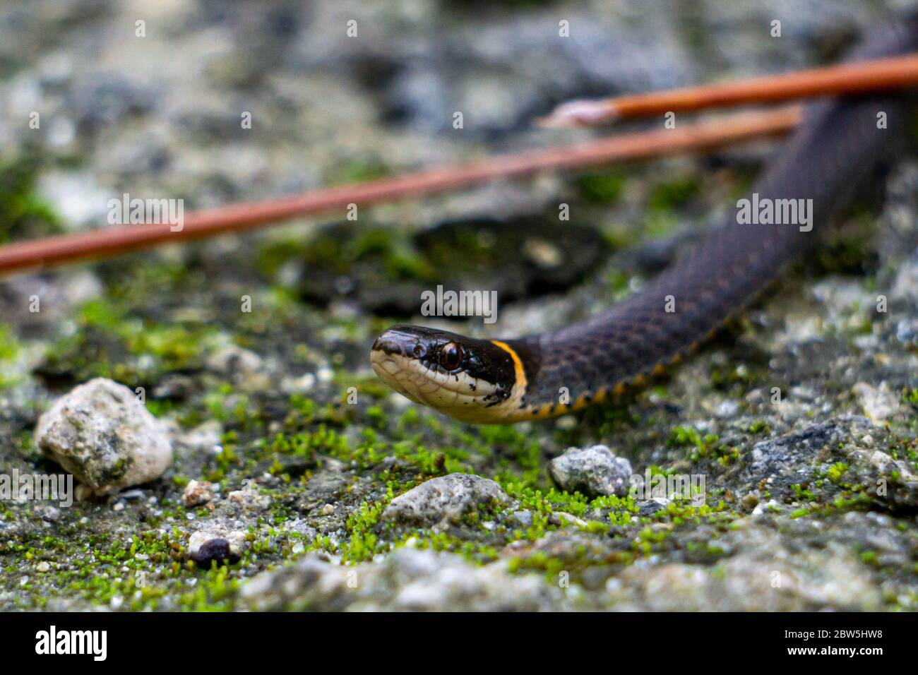 Closeup di un piccolo serpente del collo del sud (Diadophis punctatus ssp. Punctatus) su un sentiero nella contea di Palm Beach, Florida, Stati Uniti Foto Stock