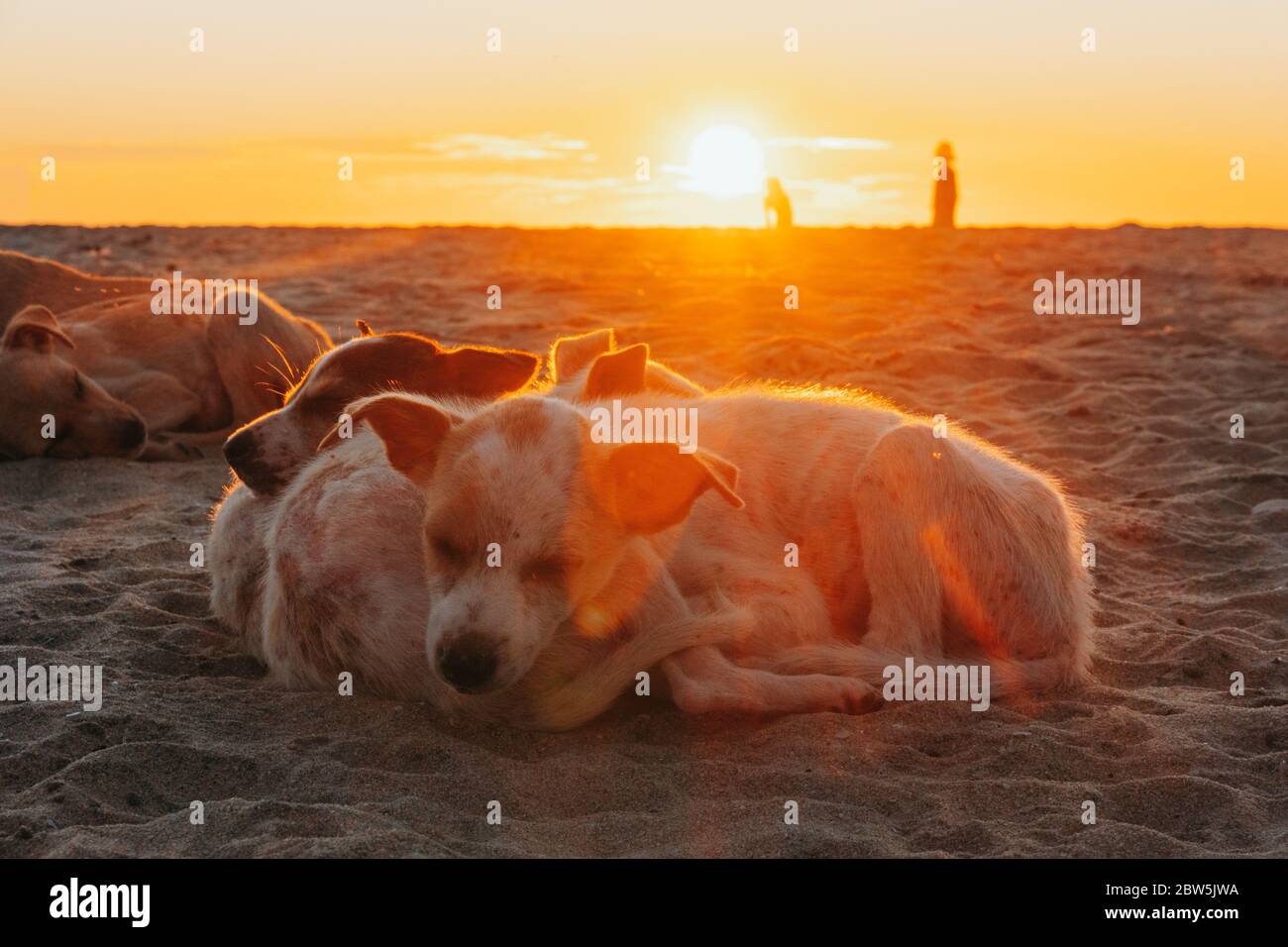 Una ciotola di cuccioli vagi si stringono insieme sulla spiaggia di Alappuzha, Kerala, India Foto Stock