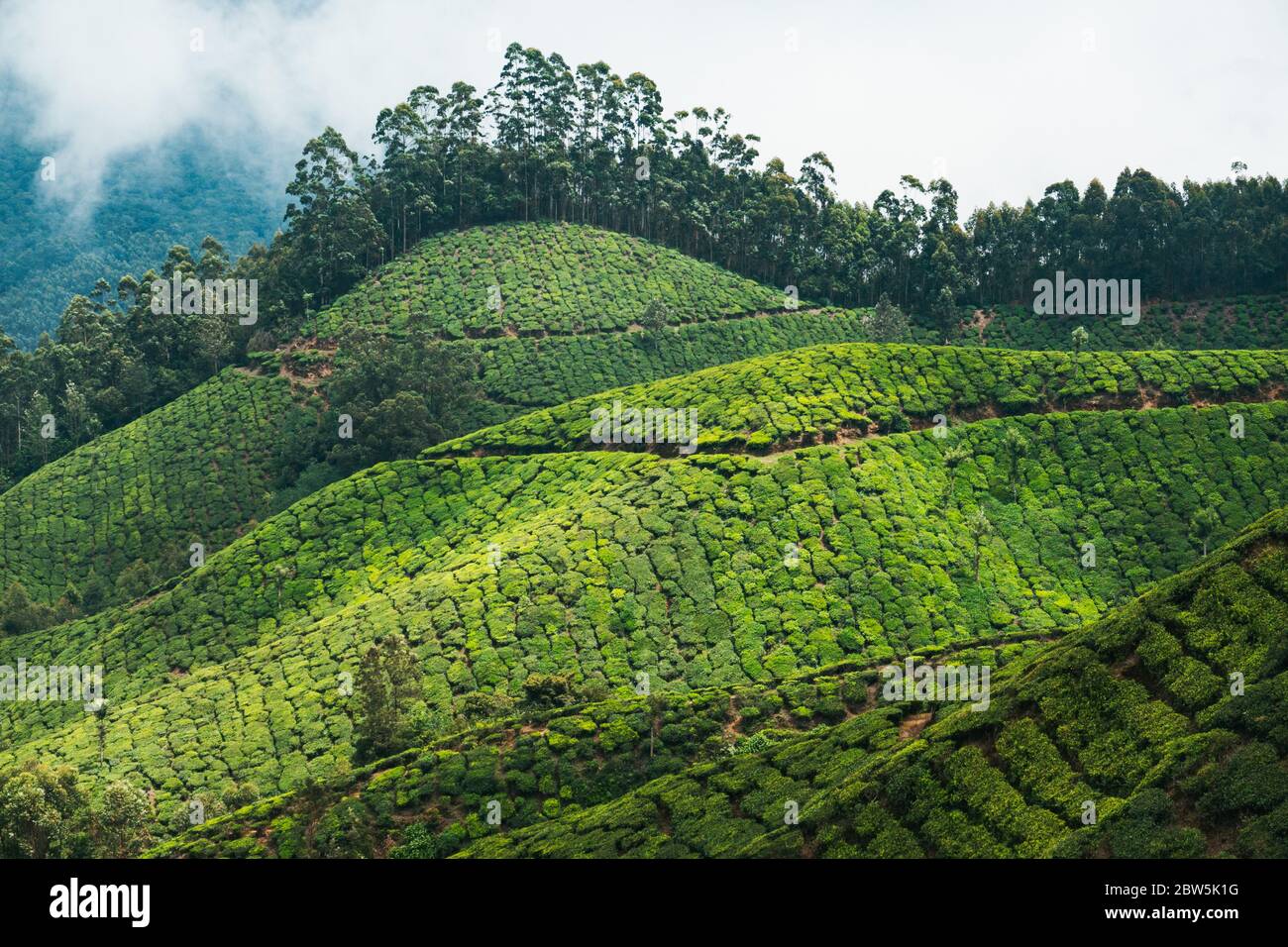 Macchie di sole e ombra sulle colline ondulate delle piantagioni di tè a Munnar, India Foto Stock