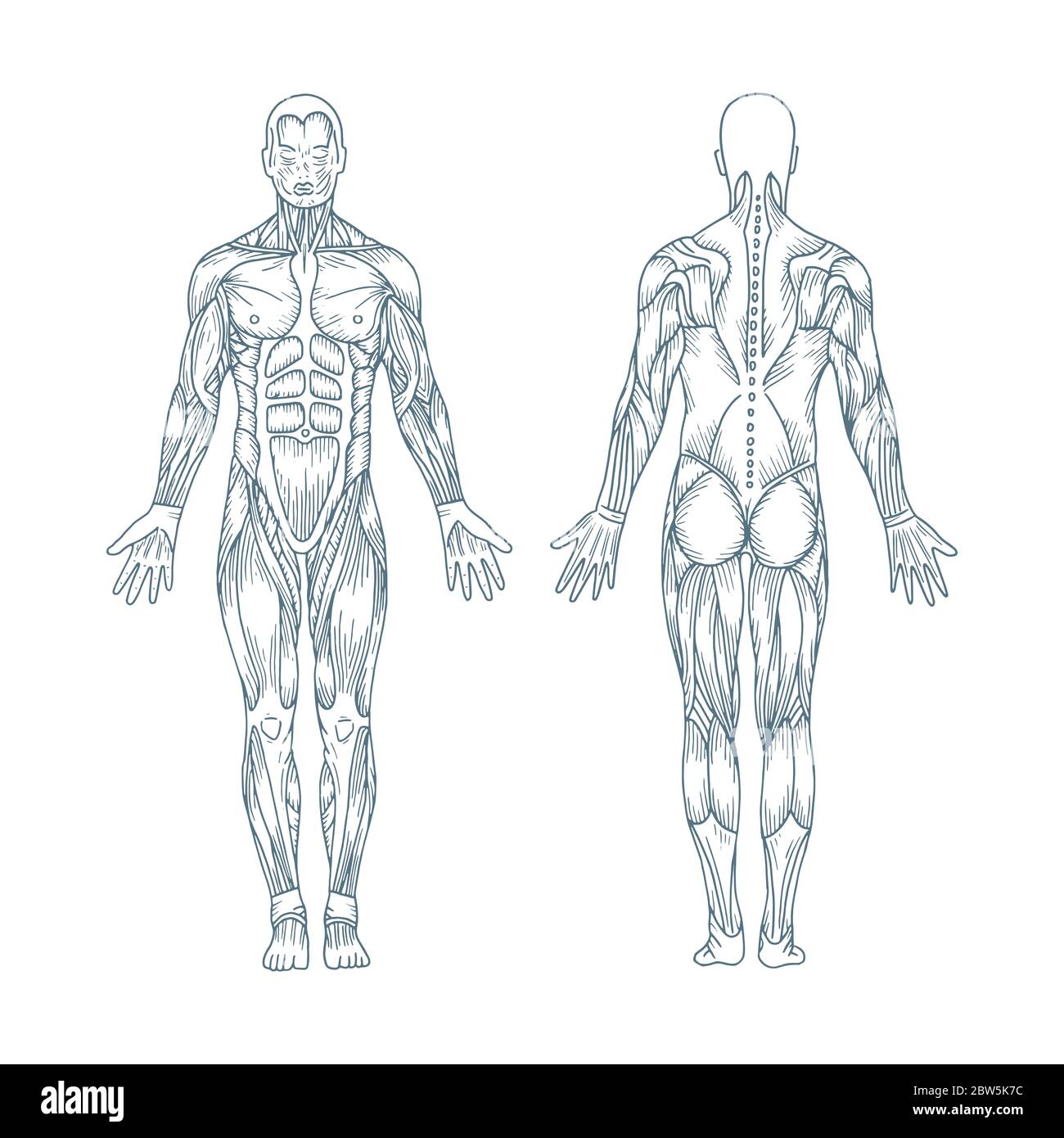 Contorno Del Corpo Umano Immagini E Fotos Stock Alamy