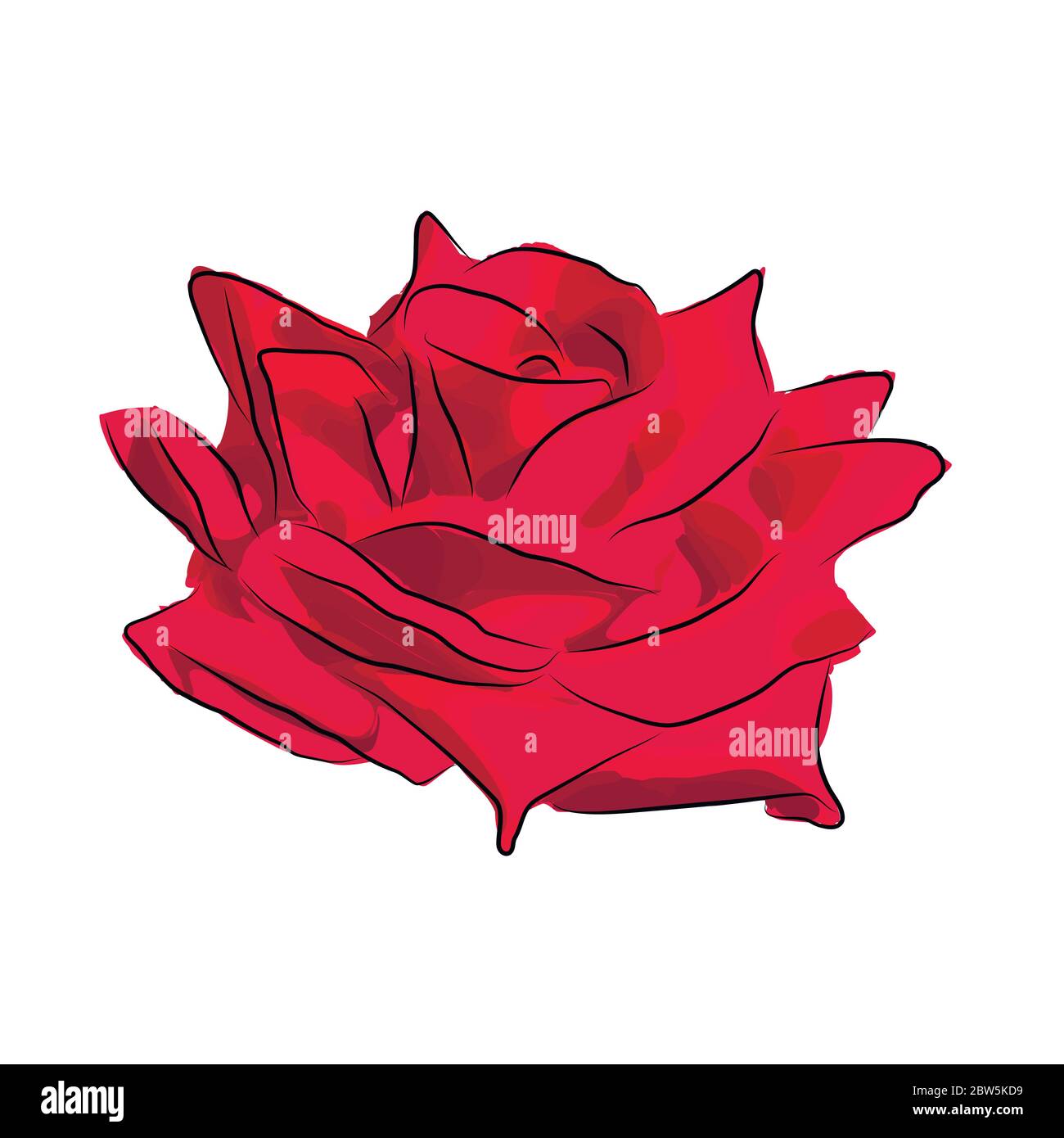 Rosa rossa. Illustrazione vettoriale. Isolato su sfondo bianco. Illustrazione Vettoriale