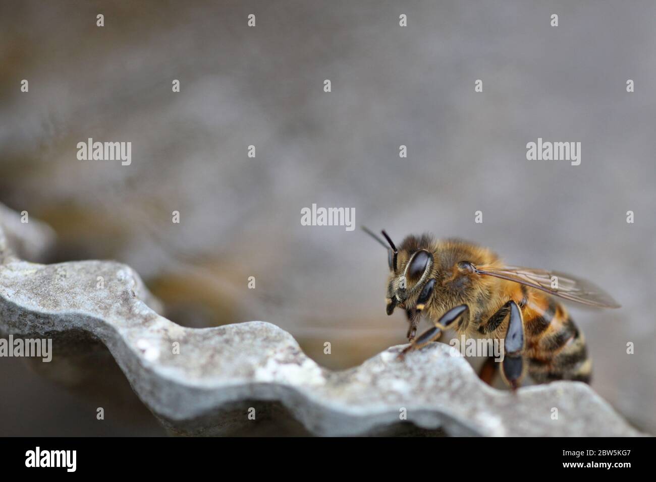 Ape del miele Foto Stock