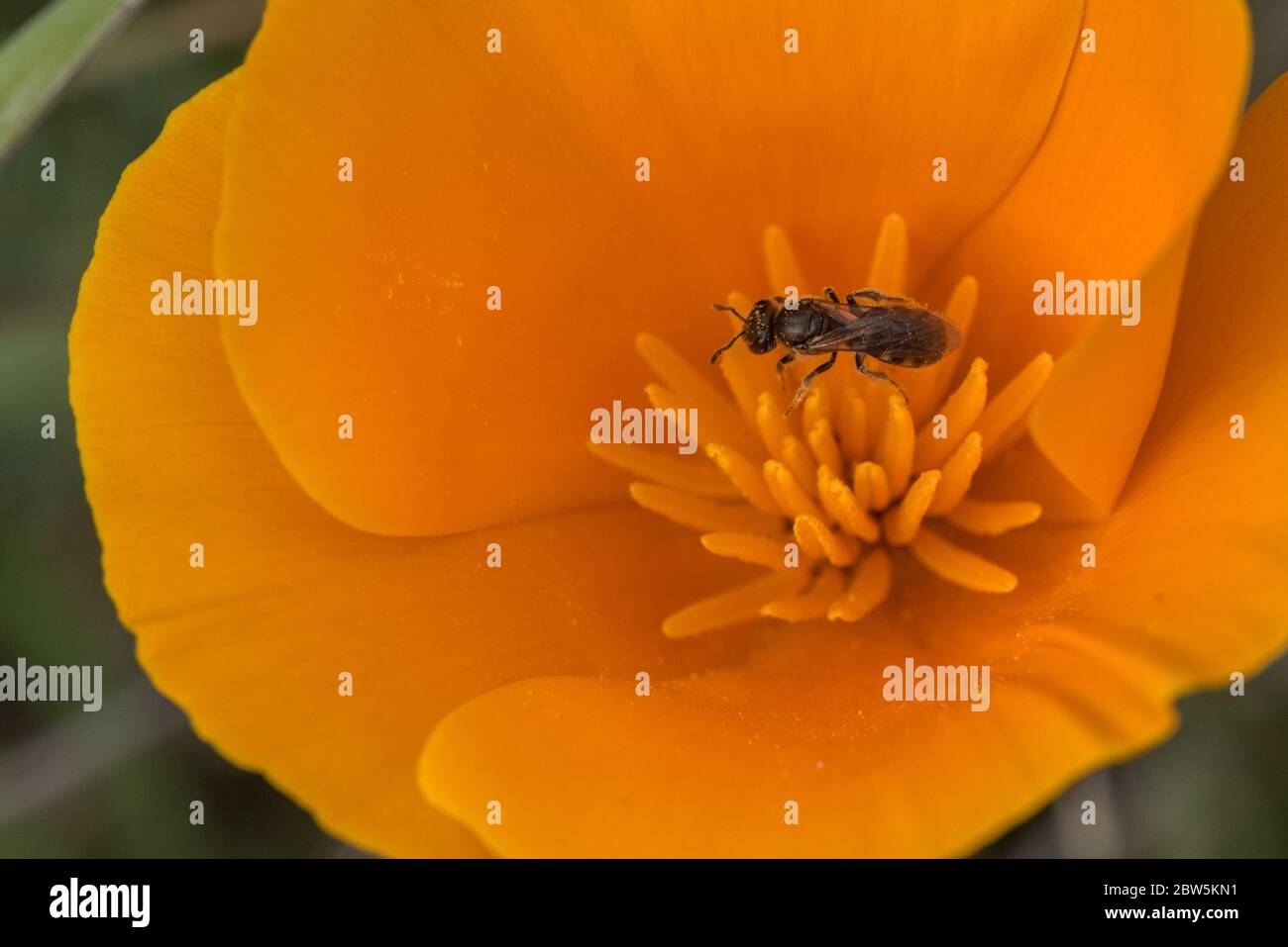 Un'ape sudatoria che impollinava un papavero californiano (Eschscholzia californica) nella baia orientale. Le api autoctone sono importanti impollinatori della flora nativa. Foto Stock