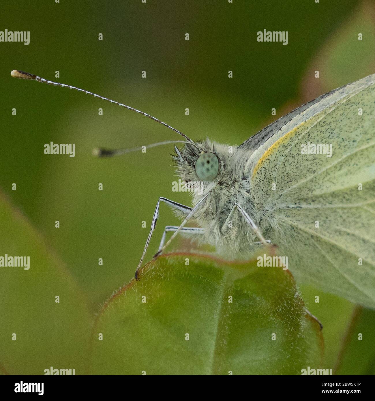 Farfalla cavolo estremo primo piano Foto Stock