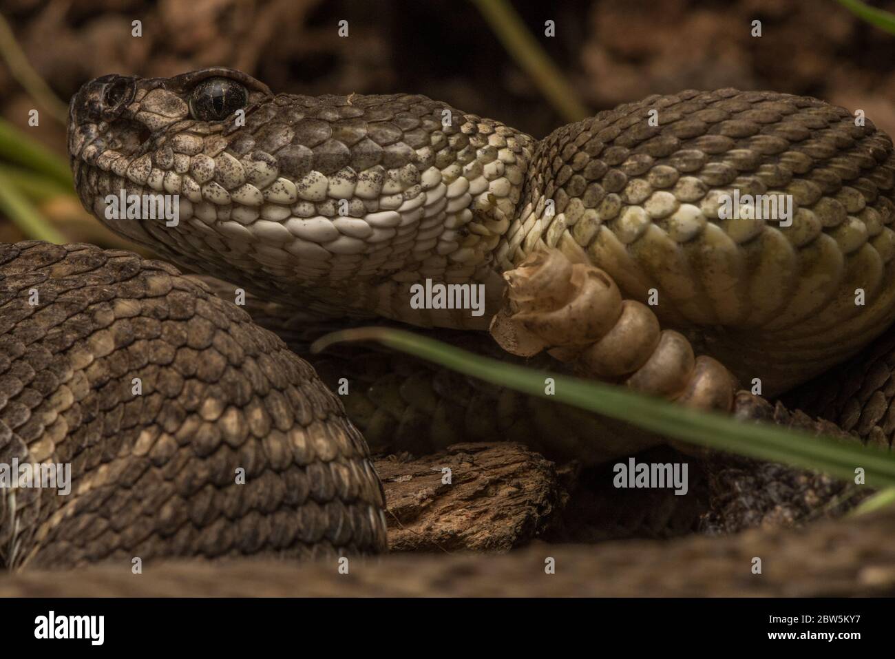 Un ritratto di un grande serpente del pacifico settentrionale (Crotalus oreganus), è possibile vedere i suoi box di rilevamento del calore che lo aiutano a localizzare la preda. Foto Stock