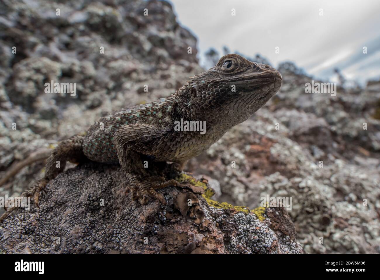 Una lucertola da recinzione occidentale (sceloporus occidentalis) una delle specie di lucertola più comuni della Costa umida. Foto Stock