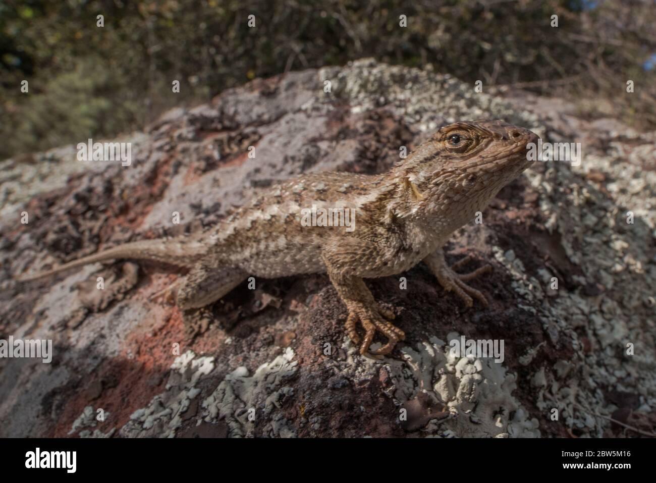 Una lucertola da recinzione occidentale (sceloporus occidentalis) una delle specie di lucertola più comuni della Costa umida. Foto Stock