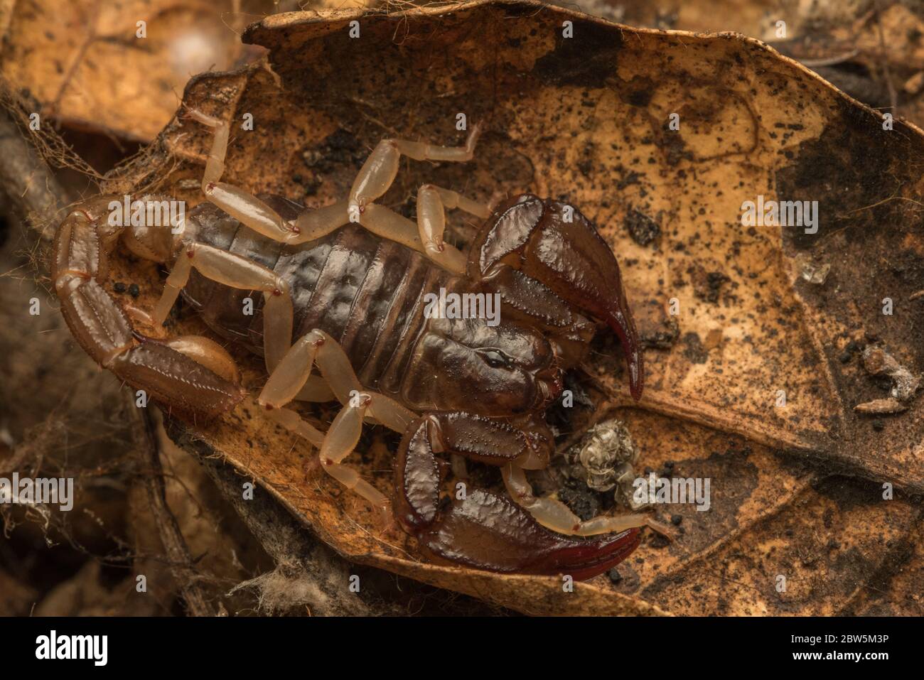 Uno scorpione della foresta della California (mortax di Uroctonus) dalla regione della baia della California, comune ma raramente visto come sono segretivi e timidi. Foto Stock