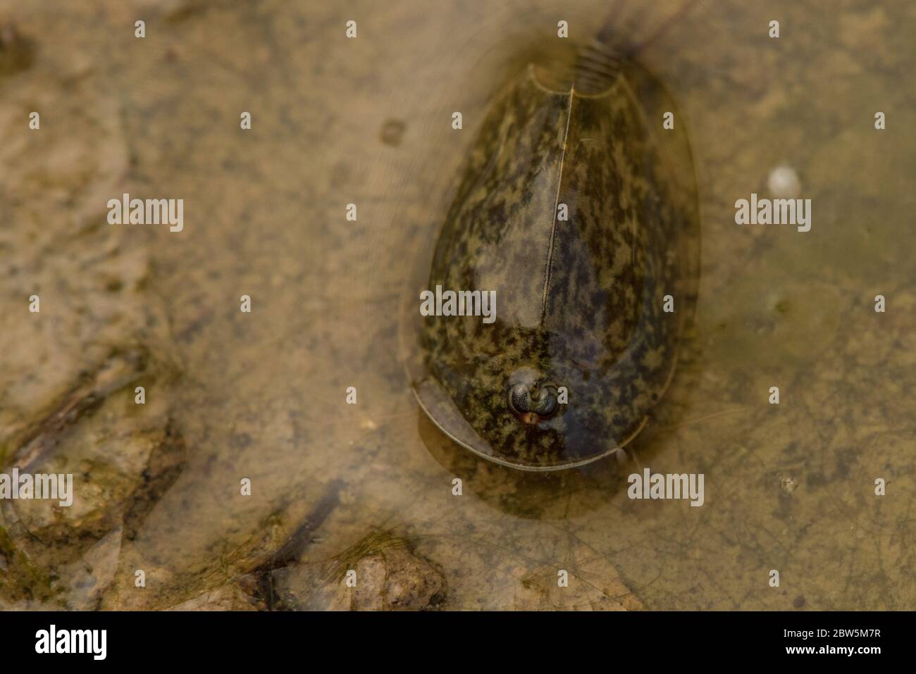 Gamberetti di tadpole di vernal pool (Lepidurus packardi) specie minacciata di gamberetti di protezione endemici della valle centrale della California. Foto Stock
