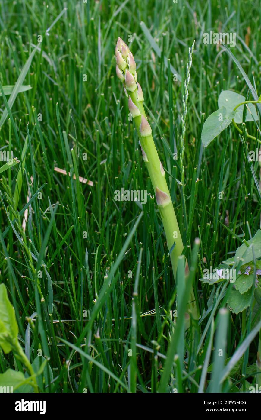 Il gambo resiliente di asparagi cresce nel mezzo di un cortile d'erba. L'asparago da giardino è una specie di piante perenni fiorite. Foto Stock