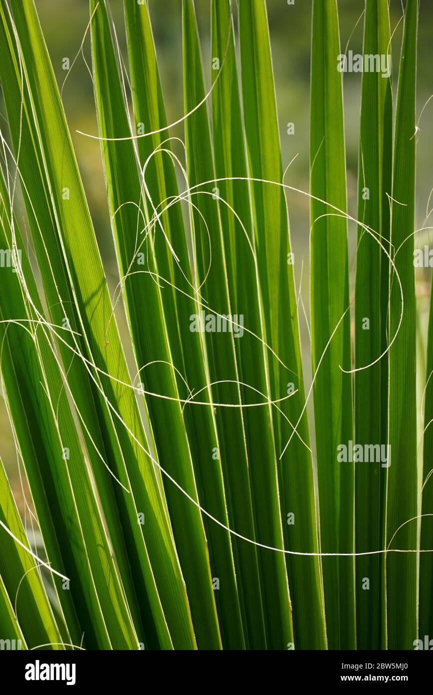 Le delicate fibre bianche curvanti che fuoriusciscono dai bordi dei segmenti di una fronte di palma verde contrastano con i segmenti rigidi e rettilinei stessi. Foto Stock