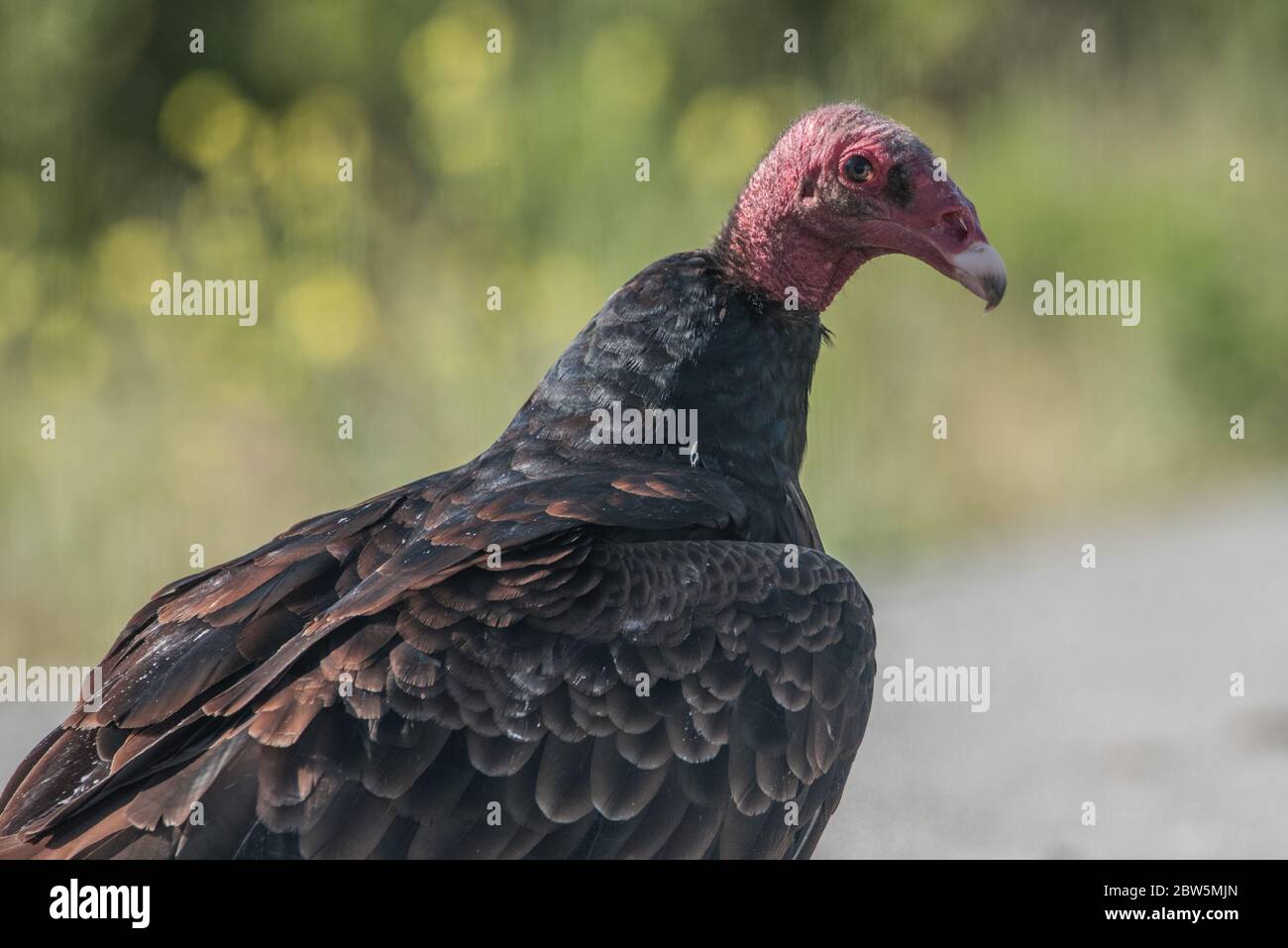 Un avvoltoio tacchino (Cathartes aura) in uno dei parchi regionali della East Bay nella zona della California Bay. Foto Stock