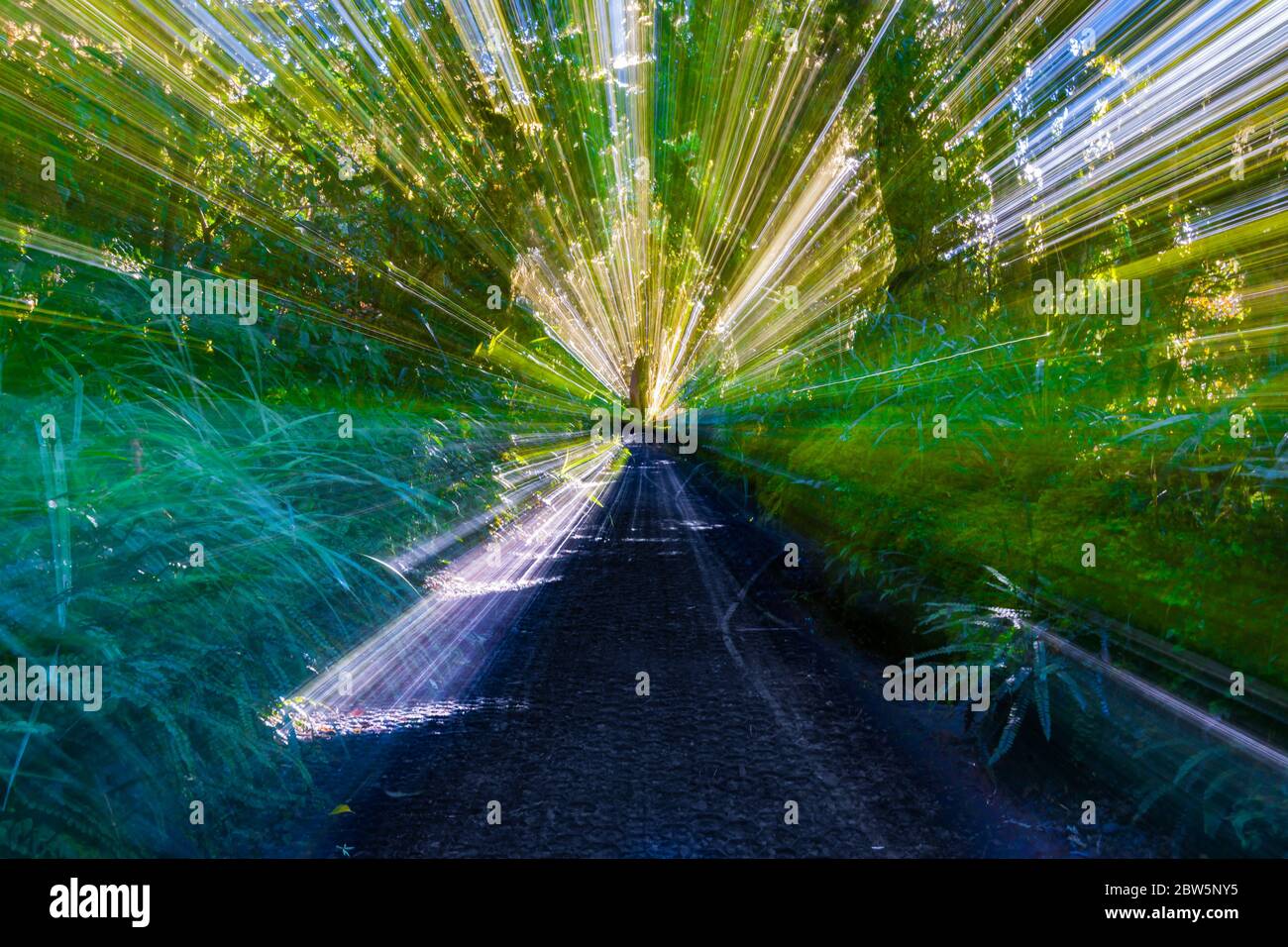 Forest track zoom effetto sfocato di un movimento veloce attraverso la foresta neozelandese Foto Stock