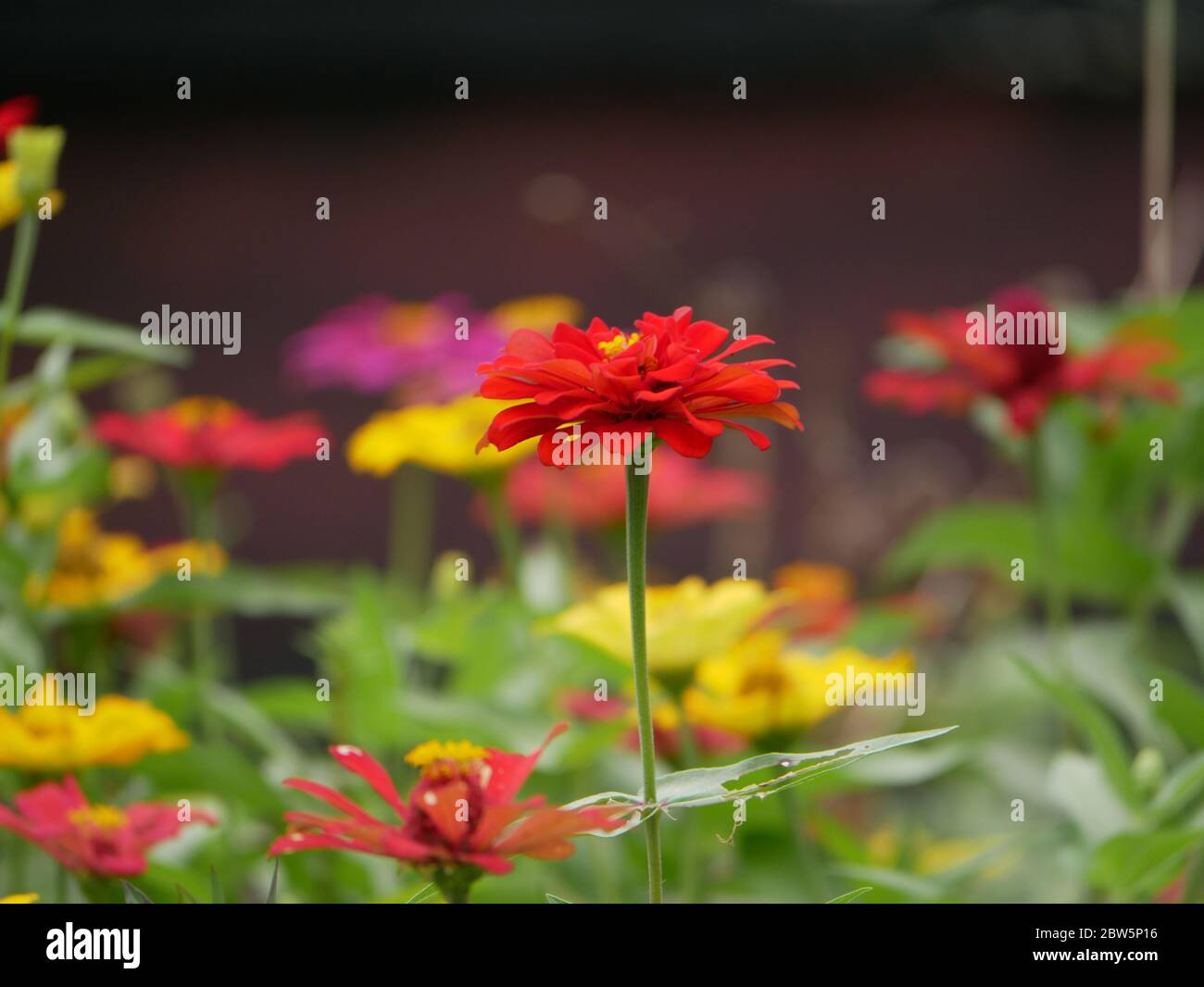 Zinnia elegans, conosciuto come giovane-e-età, zinnia comune o elegante zinnia, una pianta annuale fiorente del genere Zinnia, fiorisce nel giardino. Foto Stock